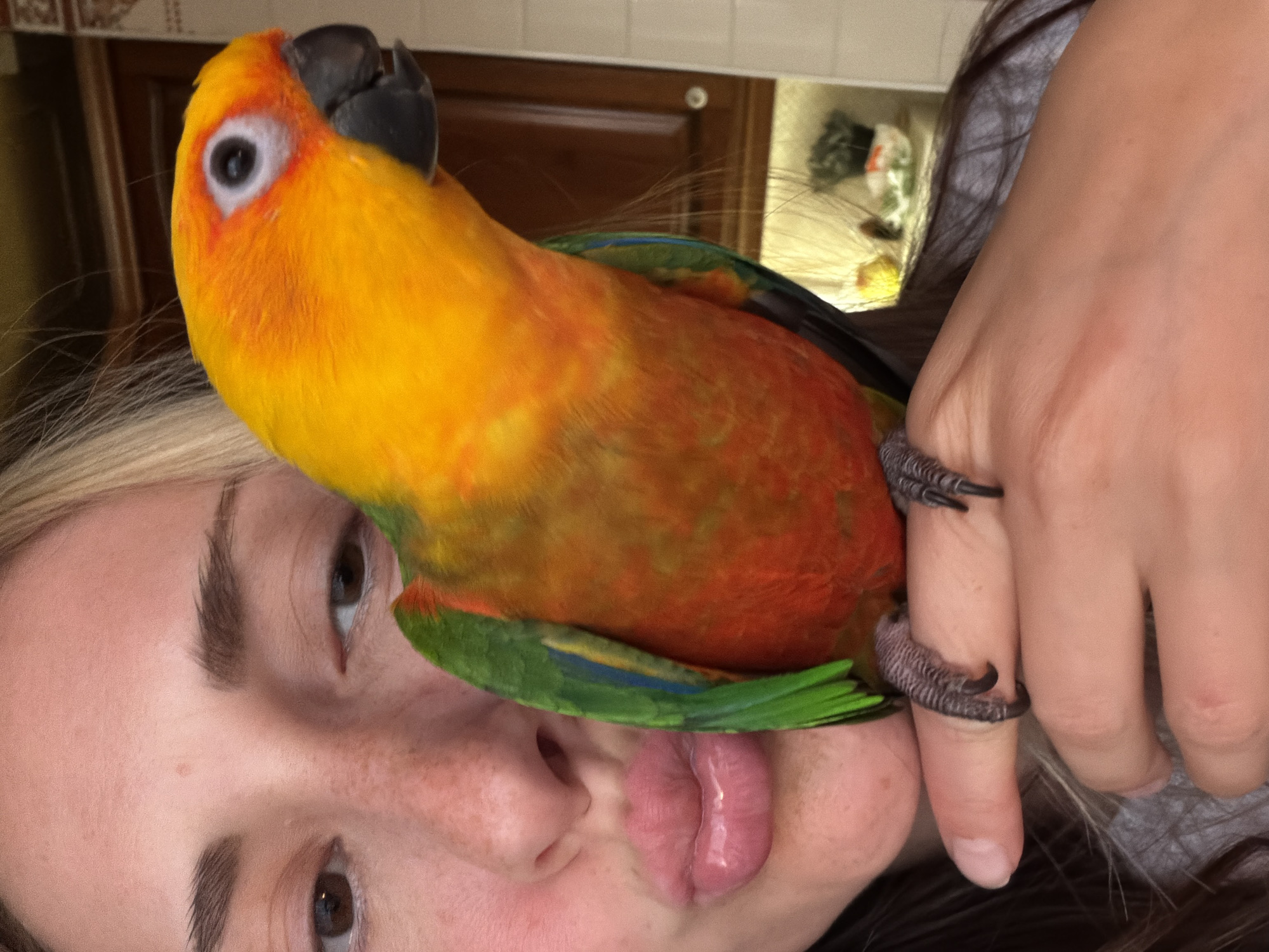 A close-up, outdoor, eye-level, medium shot shows a woman with blonde hair and a small parrot perched on her finger. The woman's face is partially visible, with her lips puckered in a kiss. She has fair skin with freckles, dark eyebrows, and brown eyes. The parrot, a Sun Conure, has vibrant yellow, orange, and green plumage. Its black beak and beady eyes are clearly visible. The parrot's feet grip the woman's index finger. In the background, a kitchen counter with some items on it and wooden cabinets are visible. The overall lighting suggests it is daytime.