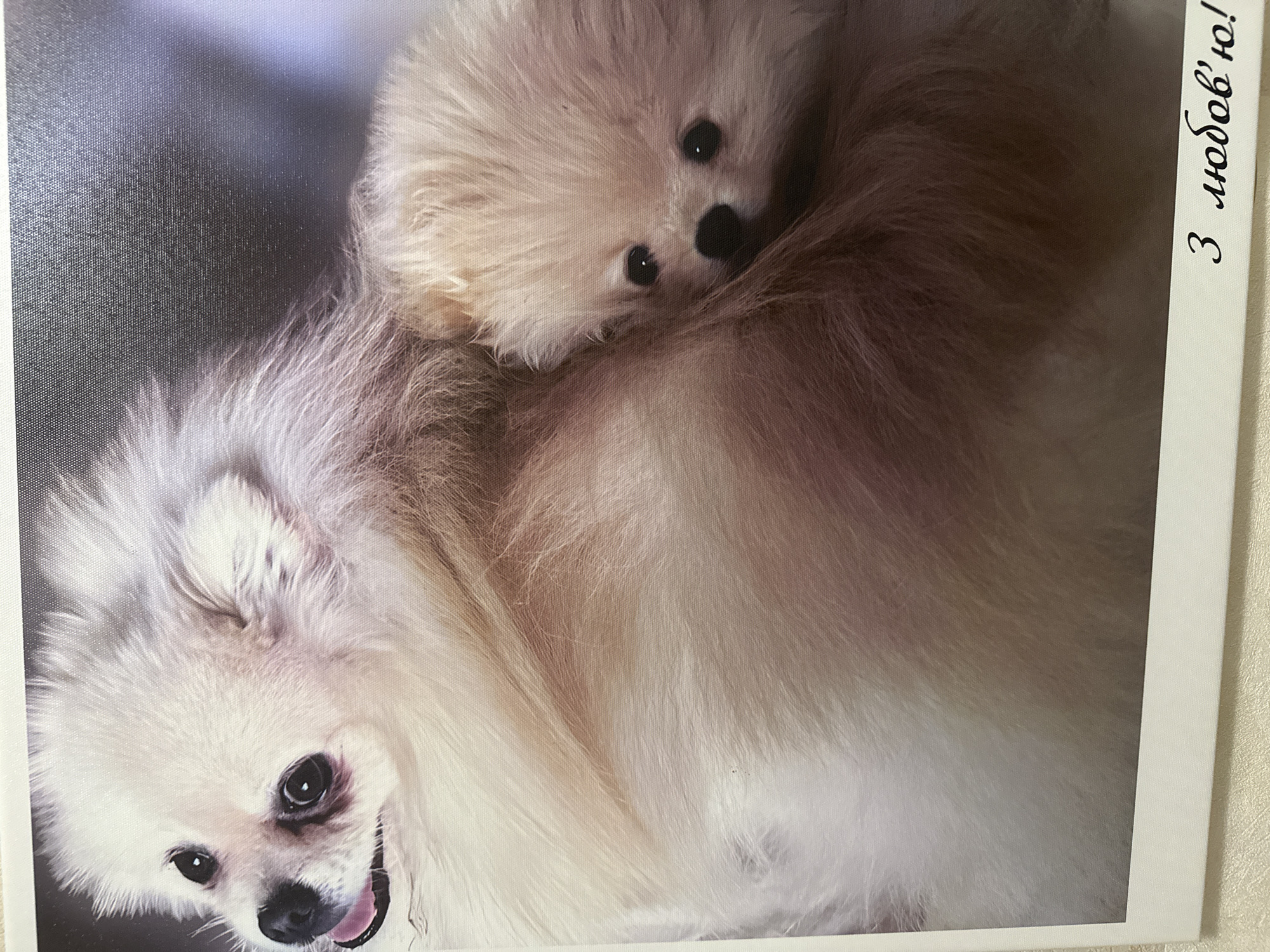 The image is a close-up of two Pomeranian dogs, one adult and one puppy, nestled together. The adult dog, on the left, is looking to the left with its tongue slightly out. The puppy is nestled in the adult's fur on the right, peeking out with large, dark eyes. The dogs have fluffy, light-colored fur. The background is dark and out of focus, with a subtle gradient. In the bottom right corner, there is handwritten text in Cyrillic script that reads "З любов'ю!". The image appears to be a photograph, possibly a greeting card or print. The environment is not specified as being in a city.