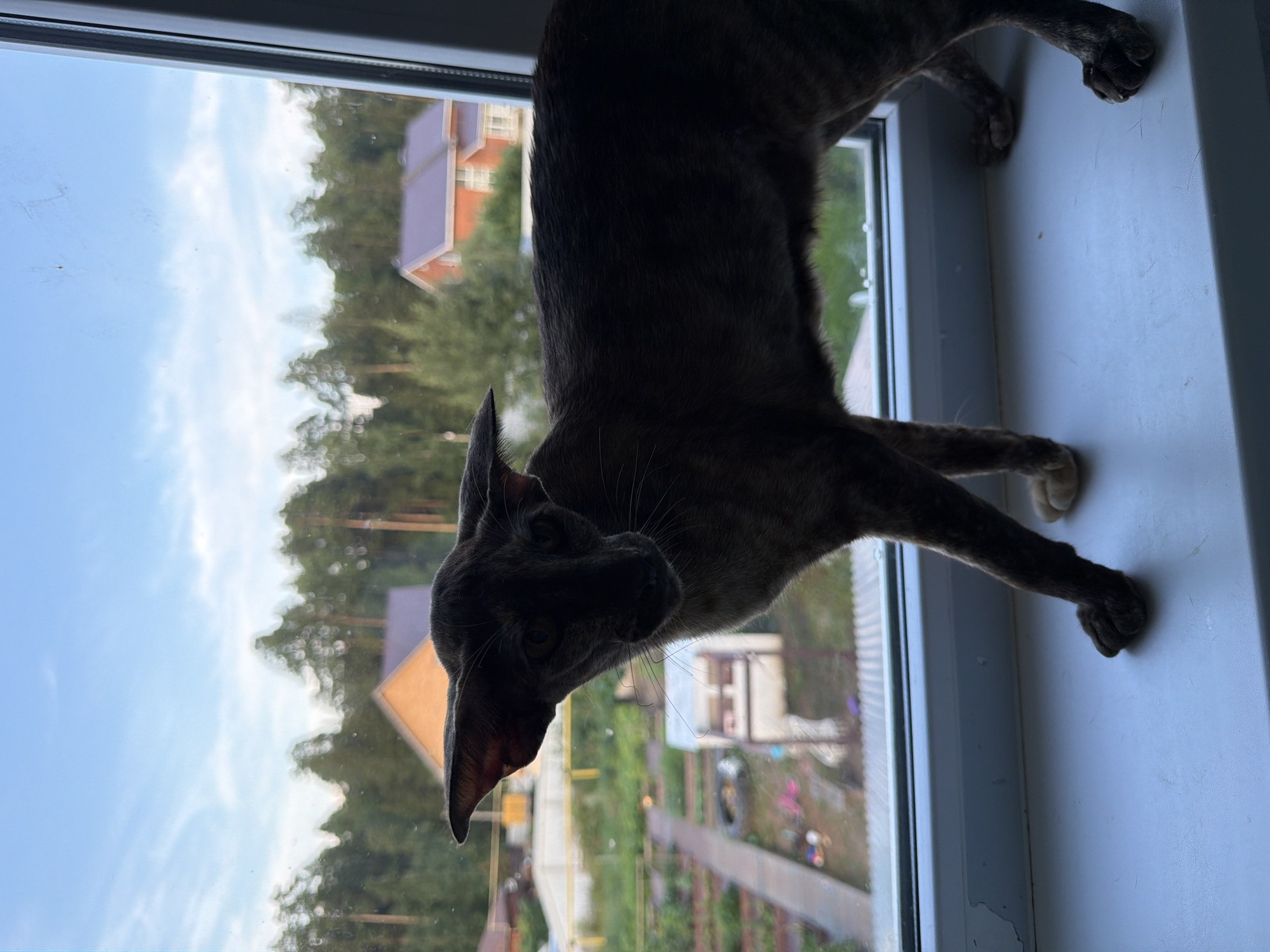An Oriental Shorthair cat with large ears and a brindle coat is perched on a white windowsill. The cat is silhouetted against a window that looks out onto a suburban or rural landscape. The background shows trees, two houses with orange roofs, and garden plots. The sky is blue with some white clouds. The cat's face is partially obscured by shadow, but its eyes appear to be a golden color. The cat is facing the viewer and its head is slightly tilted. The image was taken in the city of Chaikovsky, Russia.