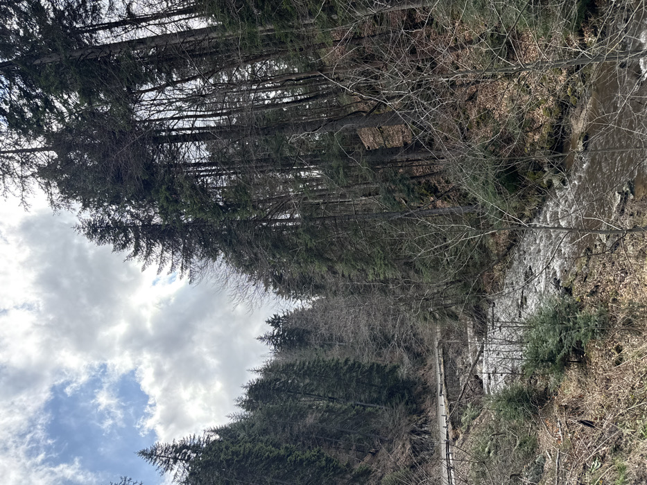 The image depicts a forested river valley in Yundola, Bulgaria, under an overcast sky with patches of visible blue. Tall coniferous trees, primarily fir or spruce, dominate both slopes of the valley, intermixed with leafless deciduous trees. A fast-flowing, brownish-tinged stream or river occupies the lower central and right portions of the frame, flowing over visible rocks and small rapids. Along the left bank, a paved road with a metal guardrail follows the contour of the hillside, elevated above the river. A stone bridge is visible beneath the road, spanning the river. The ground cover consists of dry leaves, fallen branches, and sparse undergrowth, including small conifer saplings. No individuals or man-made structures beyond the road and bridge are visible.