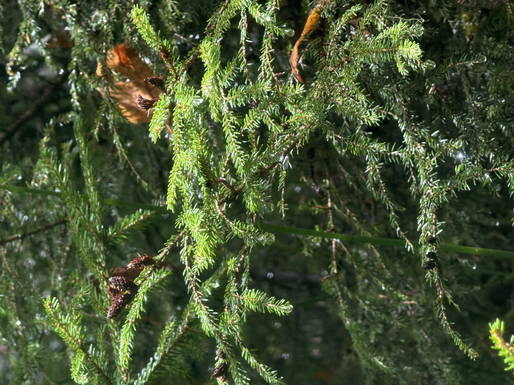 This image is a close-up, vertical shot of a coniferous tree, likely an spruce or fir, with dense, green needles. The lighting suggests it is daytime, with sunlight filtering through the branches, highlighting individual needles and creating small, shimmering water droplets on some of the foliage. A few small, dark brown pine cones are visible, along with a single dried, brown leaf nestled amongst the needles on the right side of the frame. The background is a blurred tapestry of darker green, indicating more of the tree or other vegetation. There are no people or man-made objects visible. The image appears to have been taken in an outdoor, natural setting, possibly a forest or park. Without additional context or metadata, the specific location of Kvabiskhevi, Georgia cannot be confirmed from the image content alone.