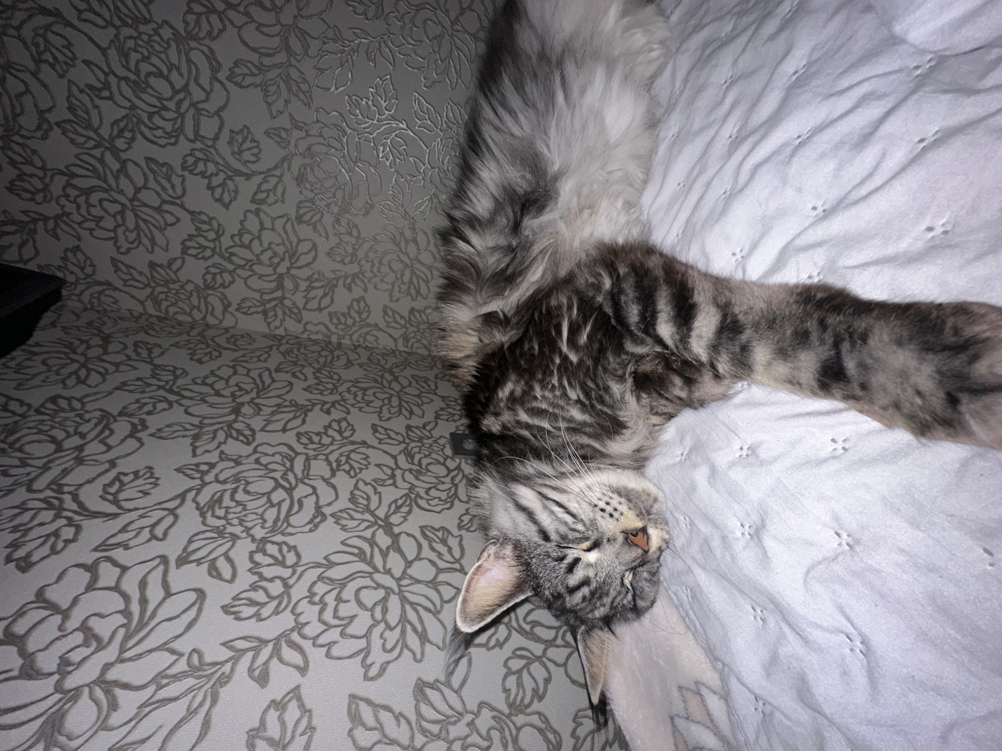 A medium shot captures a cat lying on a couch or bed. The cat, predominantly gray and white with tabby markings, is positioned diagonally in the frame, with its head near the bottom left corner and its tail extending towards the top center. The cat's eyes are closed, suggesting it is sleeping or resting. The texture of the cat's fur is visible.
The cat is resting on a surface that appears to be a bed or couch covered with a white blanket. The blanket has a subtle pattern. Behind the cat and the blanket is a patterned couch.
No location is identifiable. No people, actions, or interactions are visible. The lighting in the scene appears to be somewhat dim.