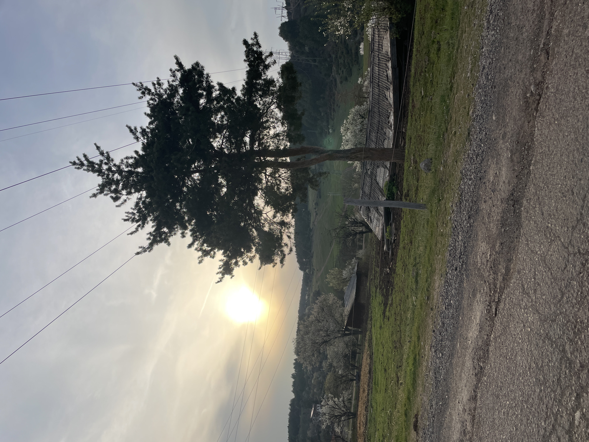 A landscape photograph taken at ground level under a bright sun and partly cloudy sky shows a tree in silhouette with power lines running diagonally across the upper left. To the right of the tree is a wooden structure with a decaying roof. A grassy field stretches back to a treeline of flowering trees. Behind the trees is a steep hill covered with forest. A paved area is in the lower right. The presence of a dirt road, grassy field, decaying wooden structure, and flowering trees suggest a rural location. The architecture of the wooden structure could potentially be consistent with traditional Bulgarian buildings. Without additional information, it is not possible to pinpoint the specific location in Sofia, Bulgaria, but it is likely in the surrounding area.