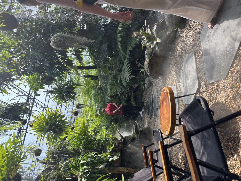 This image depicts a lush, tropical-themed indoor or semi-enclosed environment, characteristic of a greenhouse cafe or botanical garden in Đà Nẵng, Vietnam. The setting features abundant green foliage, a gravel ground, and a visible misting system.
In the foreground to the left, two black fabric folding chairs with wooden armrests are partially visible, alongside a small, circular wooden table with a live-edge top and dark metal legs. The ground beneath these objects, and extending into the mid-ground, is covered with light brown gravel, interspersed with irregular grey stepping stones that form a path. A fine mist is consistently present, rising from various points along the ground, particularly around the stepping stones and plants.
A male individual is positioned in the mid-ground, standing on the stepping stone path. He is viewed from behind, wearing a red short-sleeved shirt, dark trousers, and white sneakers, with his hands clasped behind his back. He faces deeper into the dense vegetation.
To the far right of the frame, the lower right arm and a segment of the torso of another person are visible. This individual wears light-colored, possibly white, wide-leg trousers, and their bare foot rests on one of the grey stepping stones. A yellow object, possibly a strap or small accessory, is visible near their shoulder.
The overall environment is heavily planted with diverse tropical vegetation, including various ferns, broadleaf plants, and hanging epiphytes, arranged both on the ground and suspended from an overhead metal framework that supports transparent or translucent ceiling panels, allowing natural light to illuminate the scene.
