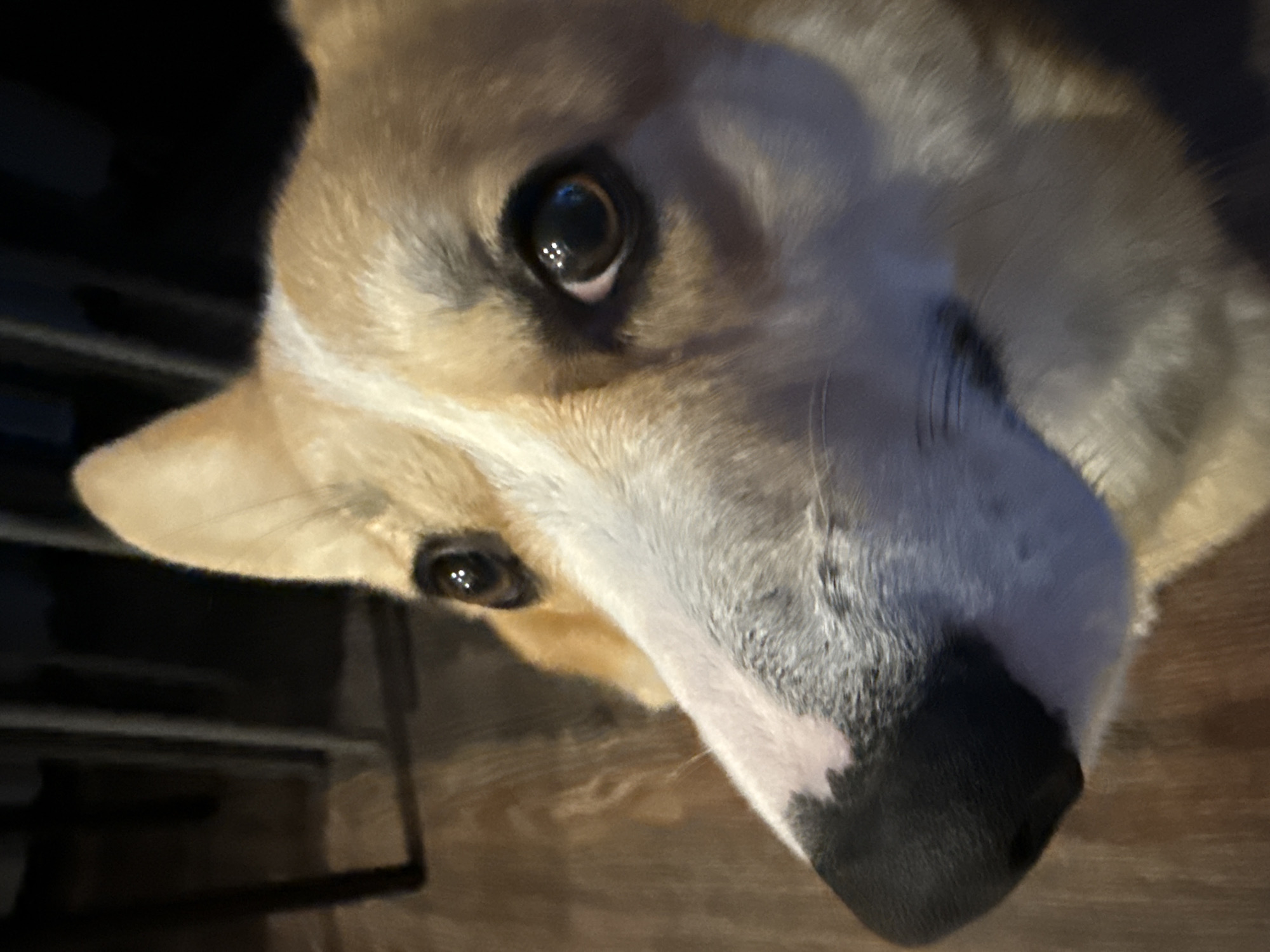 A close-up, angled portrait features a Pembroke Welsh Corgi looking directly at the camera. The dog has a fawn-colored coat with significant white markings on its face, including a prominent white blaze extending down its forehead and muzzle. Its large, dark eyes appear alert and curious, reflecting multiple small points of artificial light. The fur around the eyes and ears exhibits darker, greyish-brown tones, while the nose is distinctly black with white fur around it. The dog's head is tilted, giving it an engaging and expressive posture.
The background is heavily blurred and dark, suggesting an indoor setting in low light conditions, possibly evening or night, within a home in Votkinsk, Russia. Faint outlines of dark furniture or shelving units are visible in the upper and lower left portions of the blurred background. The surface beneath the dog, visible towards the bottom right, appears to be a light brown, possibly wood. No text is visible in the image. The lighting effectively highlights the dog's features against the soft, dark backdrop.