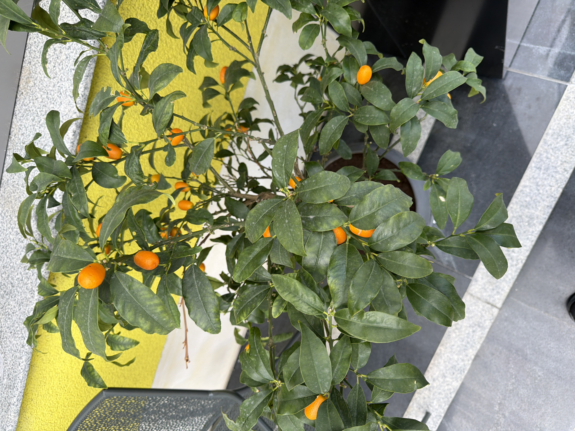 The image displays a potted kumquat tree with numerous small, orange fruits and green leaves. The tree is situated outdoors, with a bright yellow wall in the background and a grey, textured surface in the foreground that appears to be a tiled walkway or patio. A portion of a dark grey metal object, possibly a chair or railing, is visible on the left side of the frame. The lighting suggests it is daytime. The scene is an outdoor setting in a city, though specific urban elements are not clearly depicted beyond the immediate surroundings of the plant and wall. The location is specified as Chervena Voda, Bulgaria. There are no people visible in the image.