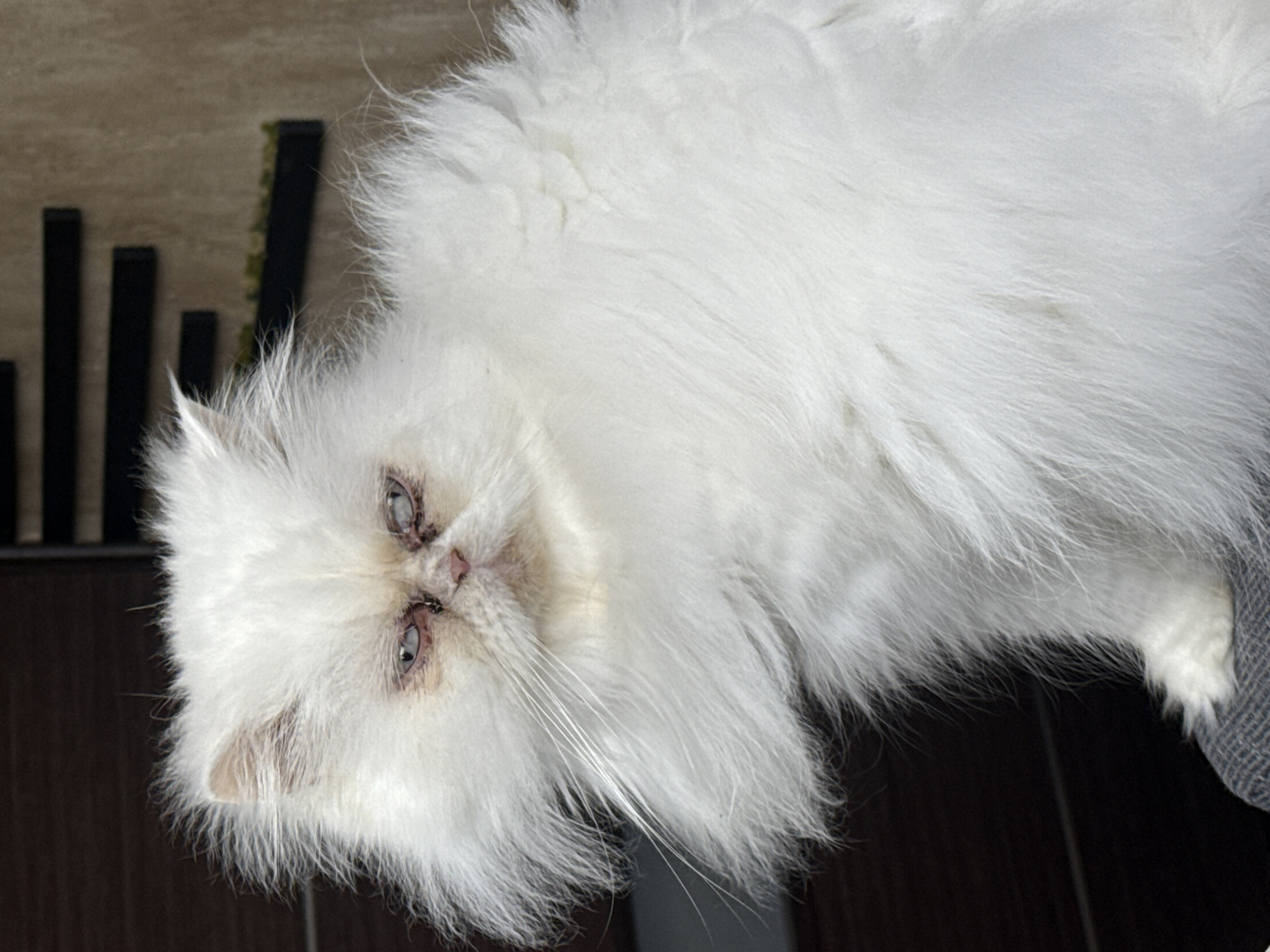 A close-up shot features a white Persian cat with long, fluffy fur. The cat's face is prominent, showcasing its eyes and whiskers. To the left of the cat's head, there are some dark, vertical objects, possibly part of furniture or décor. The background appears to be a floor or surface with a slight sheen.
There is no evidence of Burgas, Bulgaria.