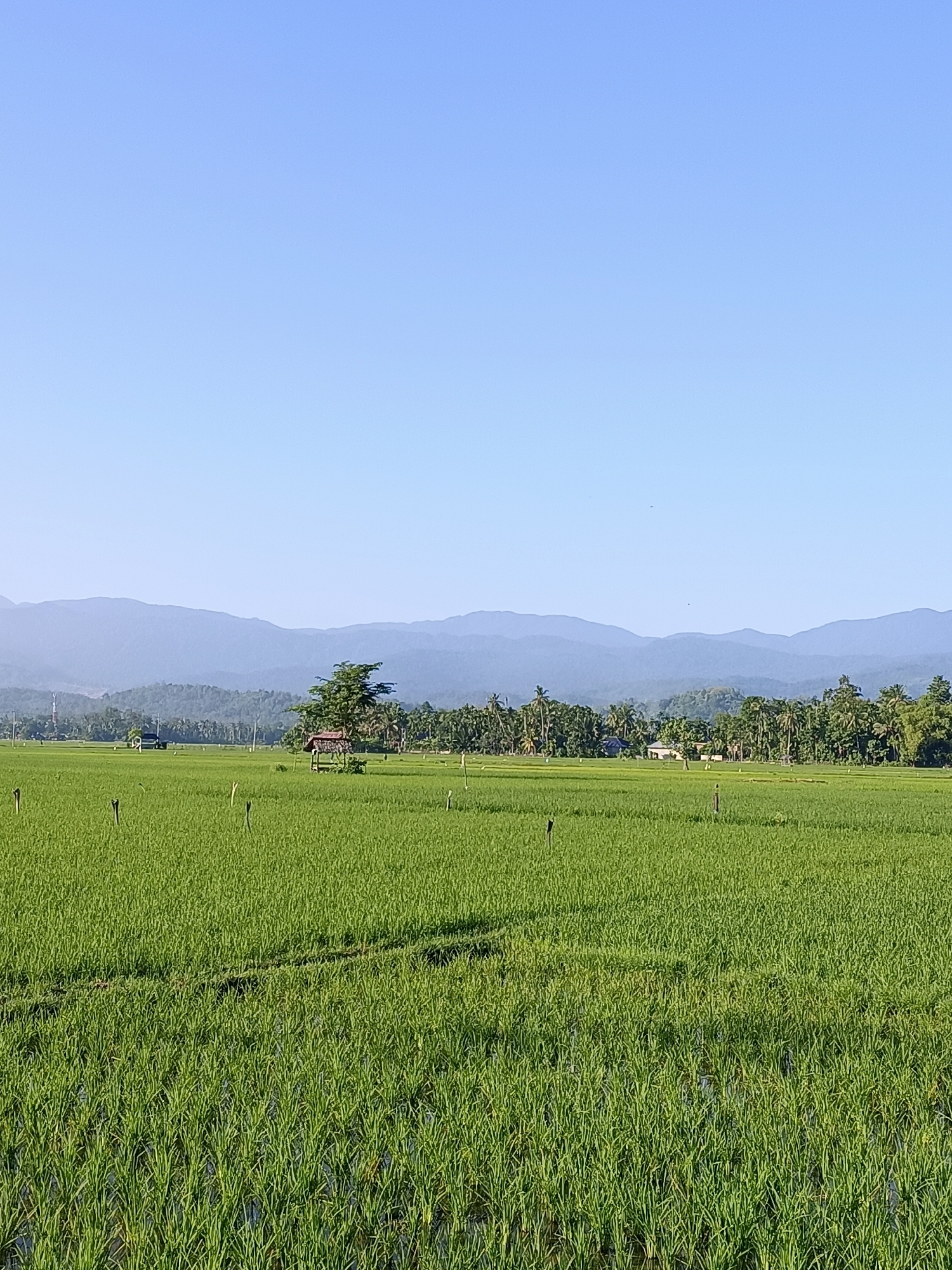 In Kampungjumpa, Indonesia, a verdant rice paddy stretches across the foreground under a clear, pale blue sky. The rice stalks, lush and green, reach towards the viewer, with a few wooden stakes scattered throughout the field. In the middle ground, a small, rustic hut with a reddish-brown roof sits nestled amongst a cluster of trees. Further in the background, a line of dense foliage, including palm trees, borders the rice field, and beyond that, layers of soft, hazy blue mountains complete the serene landscape. The overall scene depicts a tranquil rural environment.