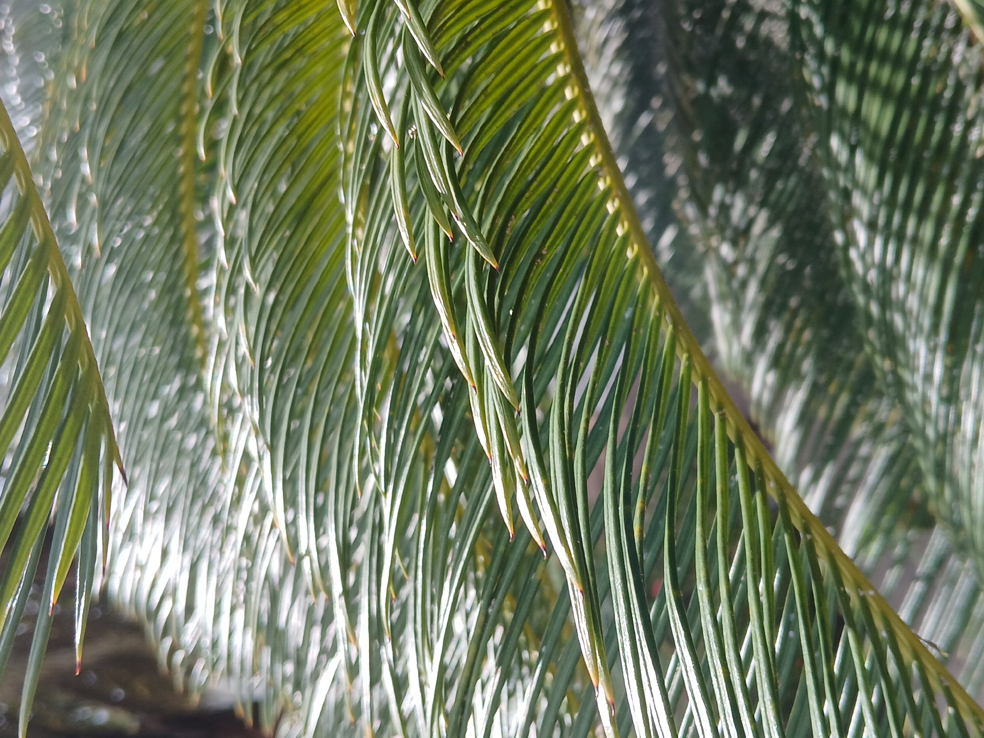 A close-up shot captures vibrant green fronds of a tropical plant, likely a cycad or palm, under bright daylight. The image is dominated by the linear arrangement of numerous slender leaflets that form the fronds, extending diagonally and vertically across the frame. Some of the leaflets, particularly those in sharper focus, exhibit subtle reddish-brown tips, suggesting new growth.
The foreground and background elements are rendered with a shallow depth of field, creating soft, circular bokeh highlights from sunlight filtering through distant foliage. The fronds in the mid-ground are sharply detailed, showcasing their smooth texture and bright green hues, accentuated by strong natural light that casts shimmering highlights along their edges. The overall impression is one of lush, healthy plant life, characteristic of a sunny, outdoor environment. There are no people, artificial objects, or visible text in the image. The setting aligns with the tropical flora expected in Ciudad Guayana, Venezuela.