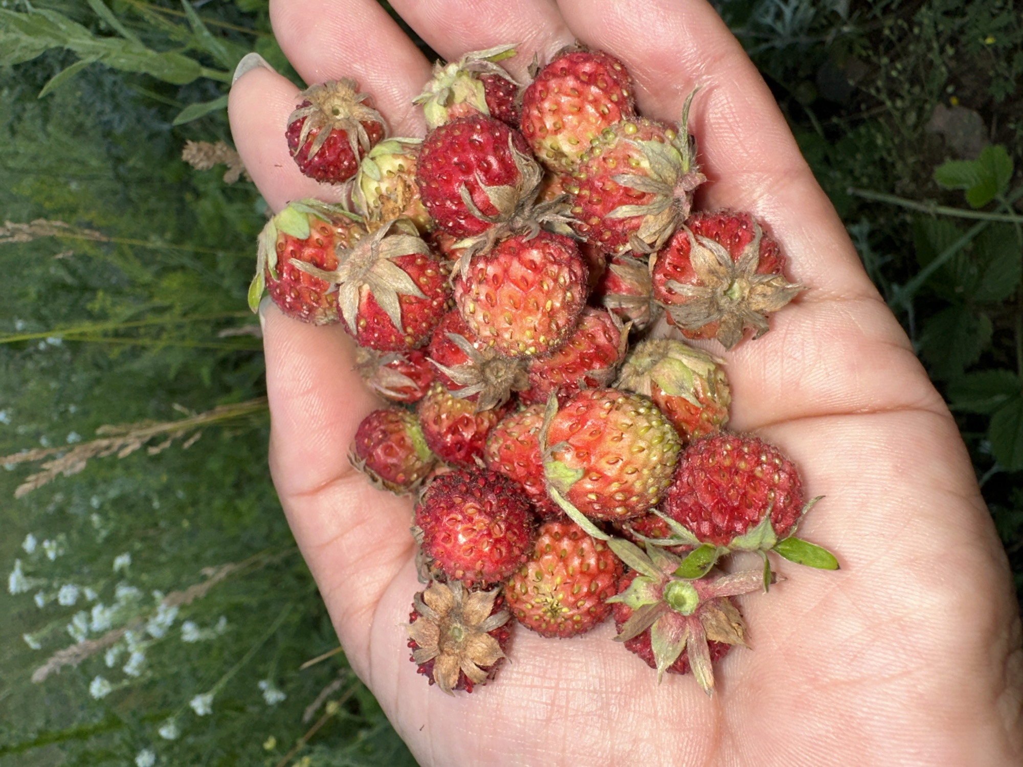 A hand is holding a pile of wild strawberries in the outdoors. The strawberries are small and red with visible seeds. The hand appears to be an adult's, with a fingernail visible on the index finger. The background is blurred and shows green foliage and some small white flowers.