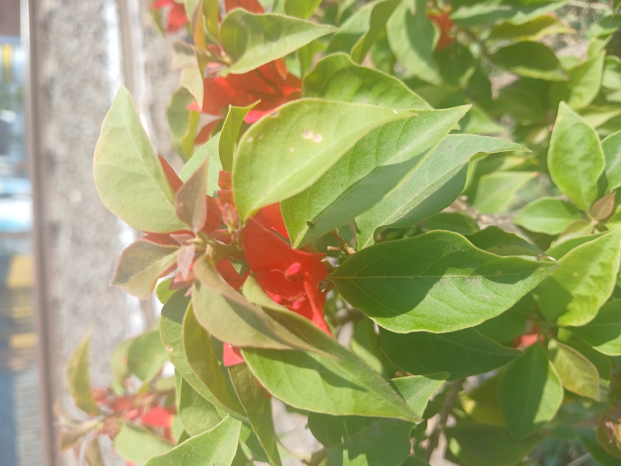 A close-up, vertical, eye-level shot captures the vibrant red petals and green leaves of a bougainvillea plant in Banyuwangi, Indonesia. The plant's foliage fills most of the frame, with the background blurred and out of focus. In the distance, a portion of railway tracks is visible, hinting at the urban environment. The sun's glare creates bright highlights on the leaves, indicating a clear, sunny day. No people are present in the image, and there are no discernible actions or interactions taking place. The scene is purely botanical, focusing on the detailed texture and color of the plant.