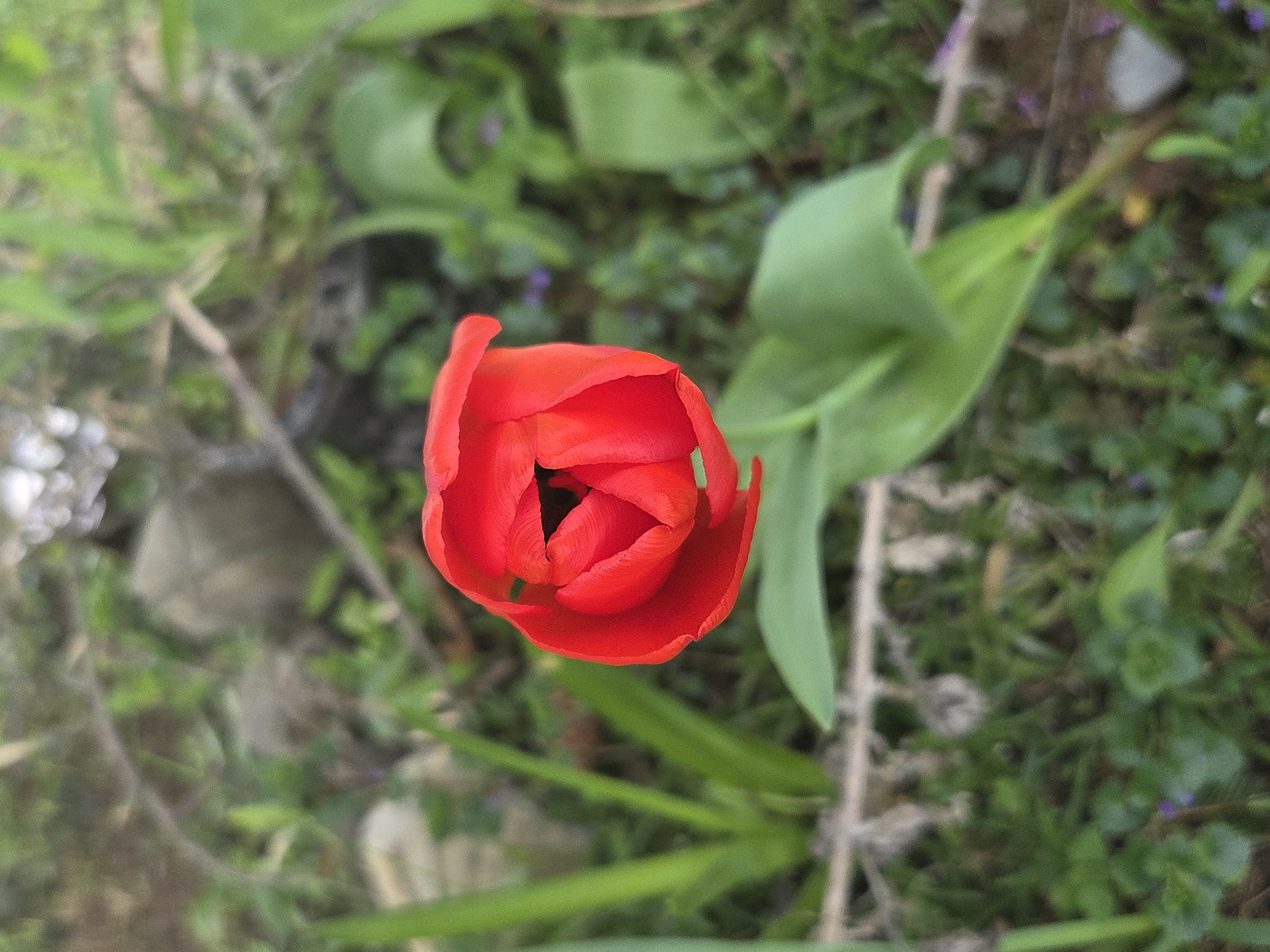 An overhead shot captures a vibrant red tulip in an outdoor setting in Balabansko, Bulgaria. The tulip, partially opened, is the central subject, with its rich crimson petals forming a cup-like shape. A darker, almost black, center is visible within the flower. The tulip's green leaves extend outwards from its base.
The background consists of blurred green foliage, including grass and other small plants, suggesting a garden or natural ground cover. Scattered among the greenery are a few dried, light brown twigs or stems, adding texture to the soft focus backdrop. The overall lighting indicates it is daytime. The image is composed with a shallow depth of field, rendering the tulip sharp and in clear focus while the surrounding environment is softly diffused, drawing the viewer's eye to the flower. No human activity or visible text is present.