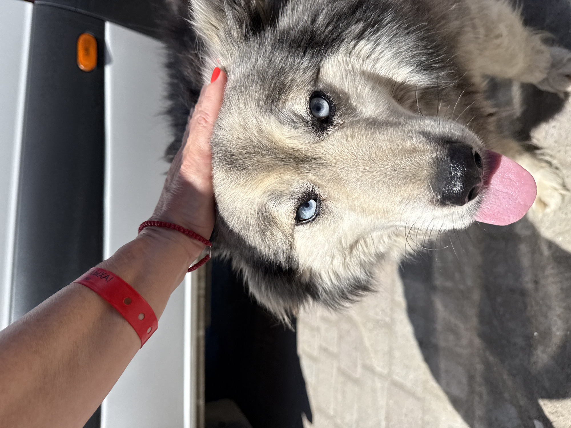 A close-up, eye-level shot captures a person's hand gently petting the head of a husky-like dog with striking blue eyes. The dog's tongue is lolling out, indicating it might be warm. The hand wears a red wristband and a beaded bracelet. In the background, a portion of a white vehicle with an orange reflector is visible, suggesting an outdoor urban setting, potentially in Onguday, Russia, given the contextual information. The ground appears to be a paved surface, with shadows indicating a sunny day.