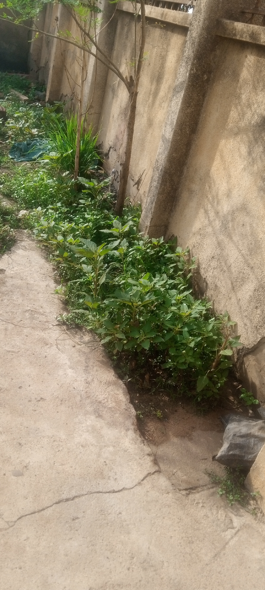 The image depicts an outdoor scene adjacent to a building's wall in Sabon Tasha, Nigeria. A concrete walkway runs along the base of the wall, and weeds and other vegetation are growing between the walkway and the wall. There is a small tree with thin branches. Some trash and a black bag are also present in the scene. The wall appears to be made of concrete and is showing signs of wear and age.