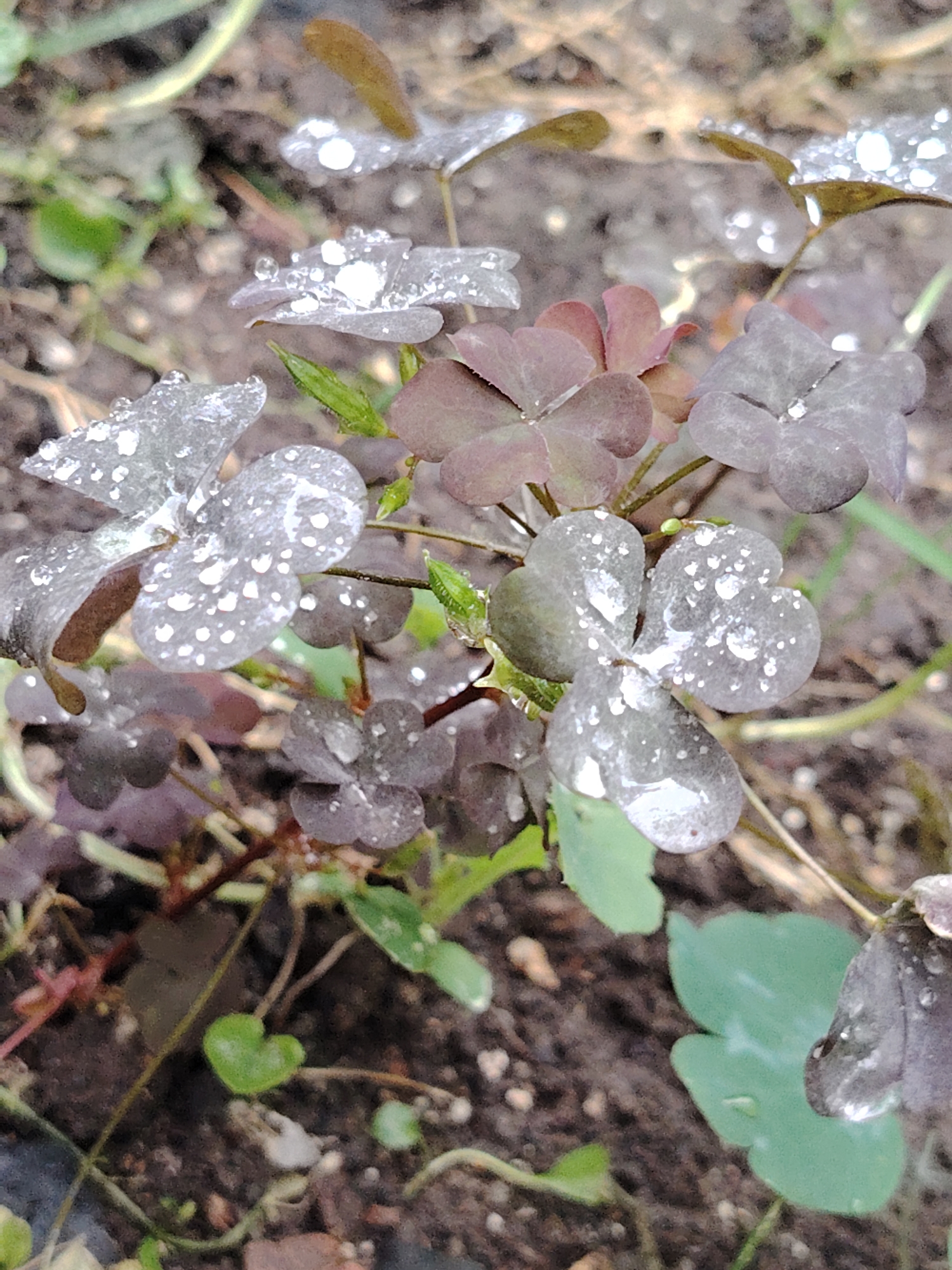 The image is a close-up, eye-level shot of dark purple and grey shamrock-like leaves covered in water droplets. The leaves are heart-shaped and clustered together. Some of the leaves have a lighter, almost silvery sheen due to the water. The background is a soft blur of brown soil and some green foliage. The lighting is diffused, suggesting an overcast day. The scene appears to be in a garden or natural setting, possibly after rain. There is no indication of the city of Astana, Kazakhstan in the image itself.
