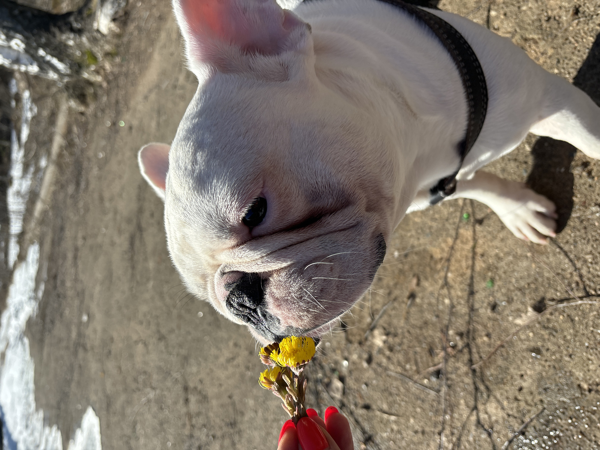 The image shows a close-up of a white French bulldog smelling a small bunch of yellow flowers held in a person's hand. The person's hand is visible in the lower part of the frame, with red nail polish on the fingernails. The dog is wearing a black harness. The background consists of what appears to be a concrete surface with some patches of snow or ice. The location is Chaikovsky, Russia.