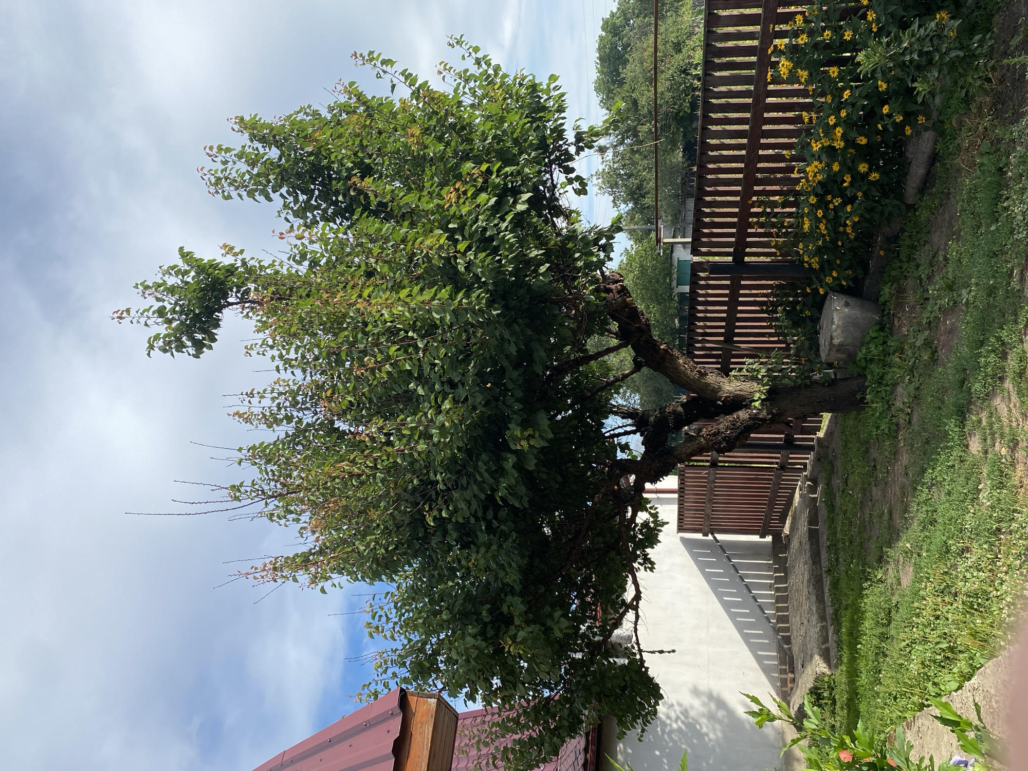 A full-shot, eye-level, outdoor, daytime, medium-wide-angle photograph captured on a bright, partly cloudy day in Vasylkiv, Ukraine. The image showcases a large, mature tree with a thick, gnarled trunk and a full canopy of green leaves, dominating the center of the frame. The tree's branches extend outward, some reaching towards the top of the image. The background features a wooden fence with vertical slats, painted a reddish-brown. To the left of the fence, a cluster of bright yellow flowers with dark centers are in full bloom. Behind the fence, a line of trees and vegetation can be seen, with a glimpse of a white building with a green roof. To the far left, a portion of a building with a red metal roof is visible. A concrete pathway with a few steps leads from the foreground towards the fence and gate. The ground is covered in green grass and some patches of dirt. The lighting suggests it is a sunny day, casting distinct shadows from the tree and the fence onto the pathway and the ground. The scene appears to be a residential backyard or garden area.