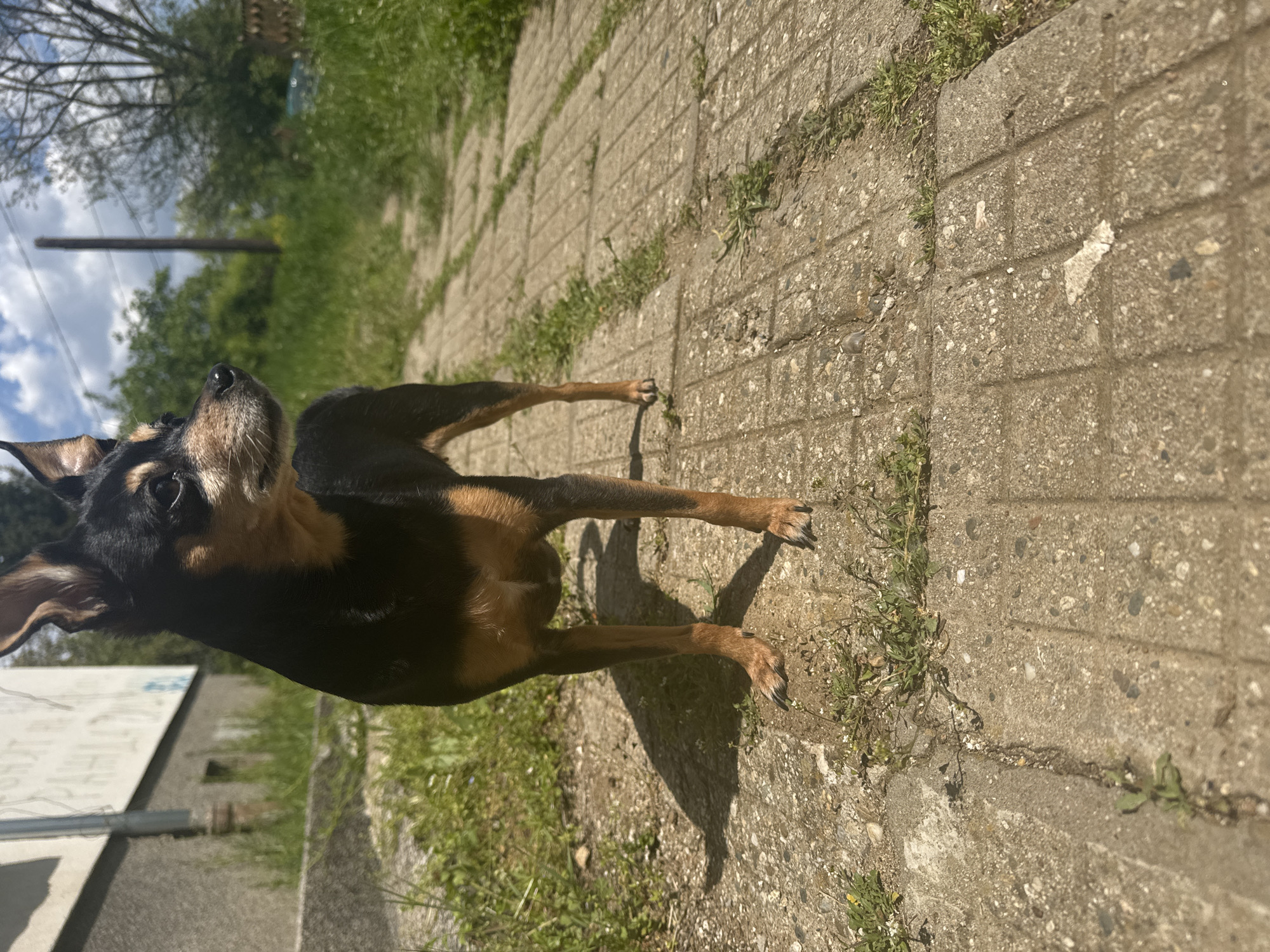 A medium-sized, black and brown dog stands on a concrete tiled sidewalk in Sofia, Bulgaria. The dog is facing upwards and slightly to the left. The sidewalk has patches of grass growing between the tiles. The background includes trees and a utility pole. A white structure with writing on it is visible in the lower left corner of the image. The lighting suggests it is daytime.