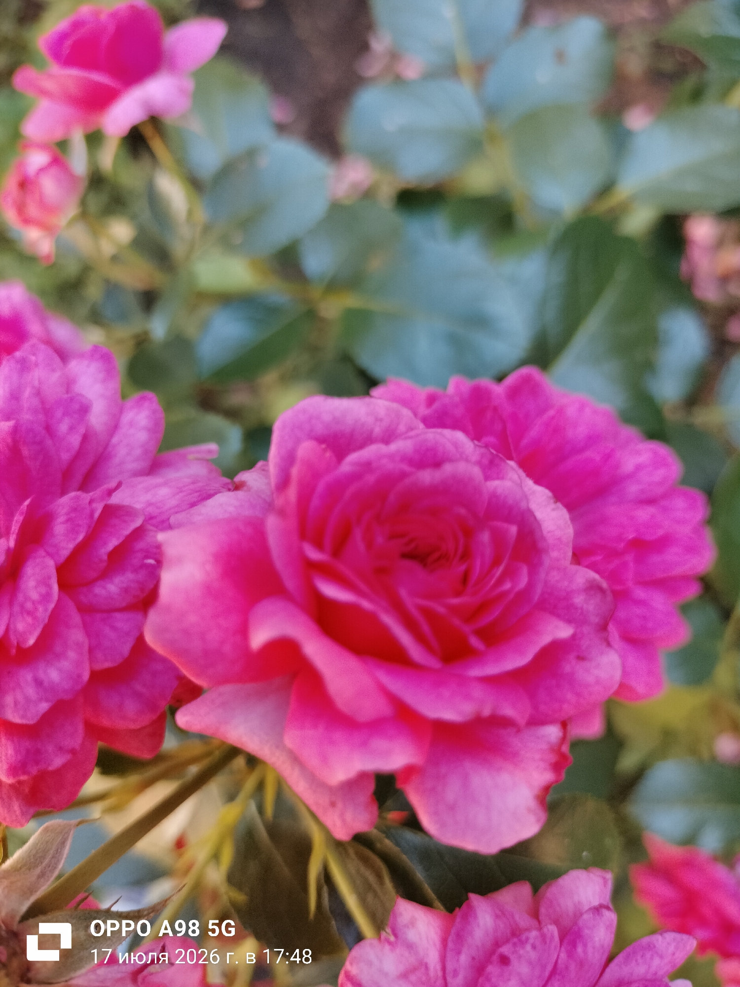 This is a close-up, slightly blurred, vertical, eye-level shot of several vibrant pink roses with green foliage in the background. The roses are the main subject, with one rose in sharp focus in the center foreground, displaying intricate petal layers. To the left and right of this central rose are other pink roses, some in focus and some out of focus. The background consists of out-of-focus green leaves and a hint of dark soil or ground. In the bottom left corner, there is a white logo followed by text which reads "OPPO A98 5G 17 июля 2026 г. в 17:48". The image does not contain any information about the location in Lykhove, Ukraine.