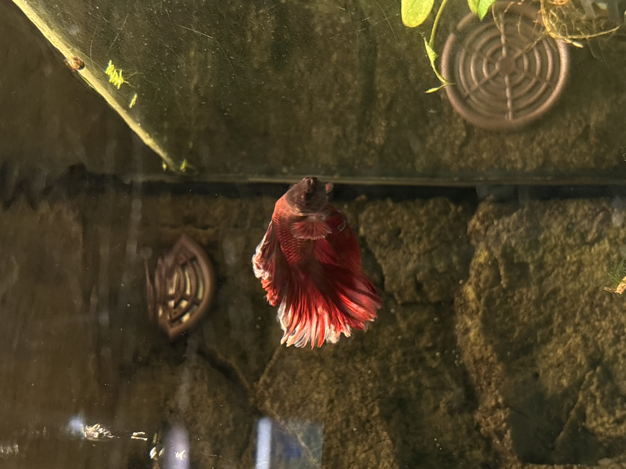 A medium shot captures a red Betta fish with white-tipped fins, floating vertically in a freshwater aquarium. The background features artificial rock decor, a brown, circular decoration with a grill-like pattern and a decorative ornament with what appears to be the Ukrainian Trident emblem. A small snail with yellow eggs on the glass is visible in the upper left corner of the aquarium. The scene is illuminated with artificial lighting. The location is not discernible from the information available in this image.
