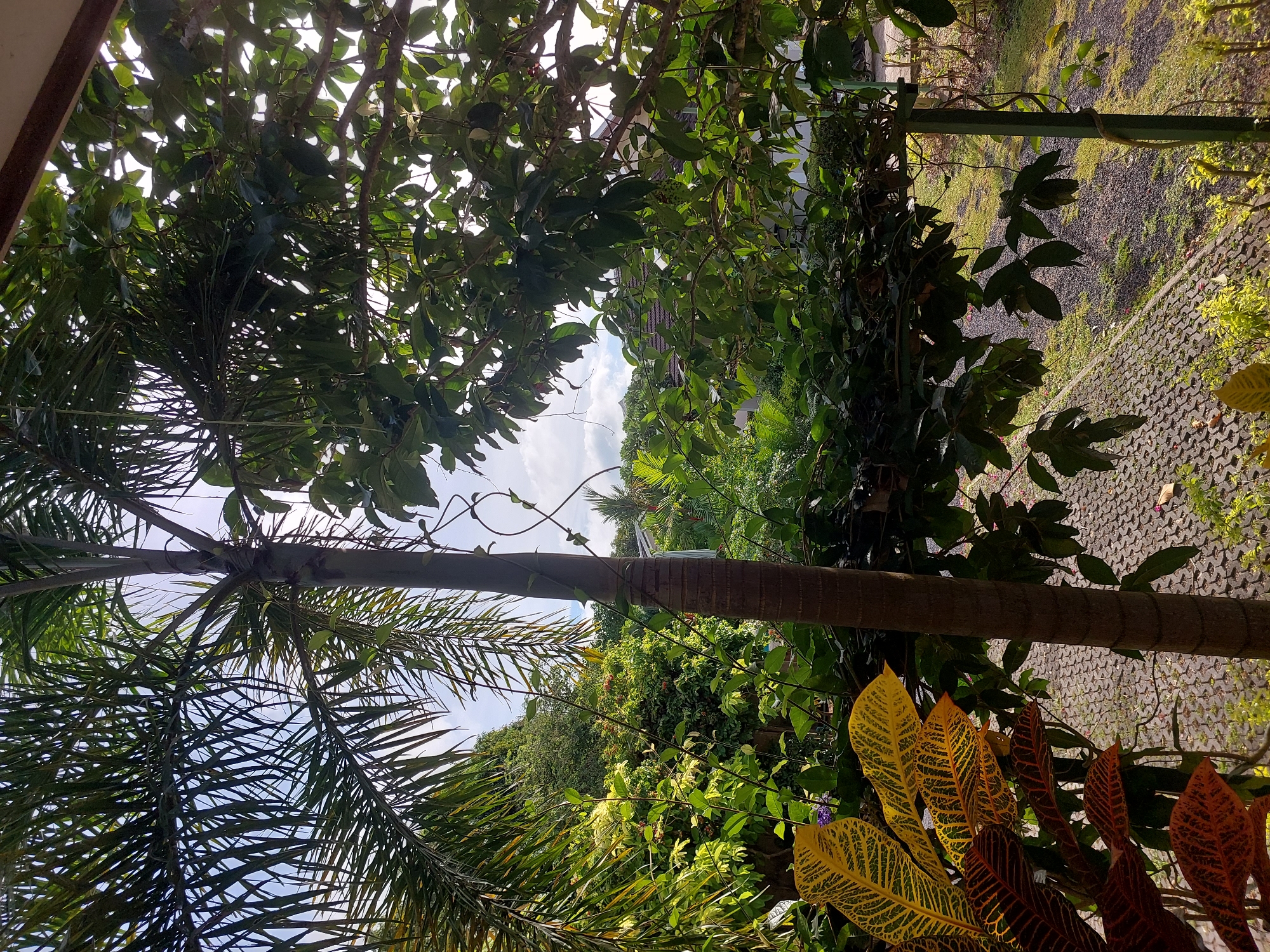 A vertical, slightly angled view captures a lush, green outdoor scene, likely a residential backyard in Baan Mae Nam, Thailand. A thick, textured palm tree trunk dominates the center-left of the frame, its fronds fanning out to the left against a bright, slightly cloudy sky. To the right, dense foliage from another tree, with broad, dark green leaves, partially obscures the view, with some sunlight filtering through. In the foreground, to the left, are vibrant croton plants with striking yellow and red variegated leaves. The ground beneath is paved with interlocking gray bricks, interspersed with patches of gravel and sparse green vegetation. In the background, through the foliage, glimpses of a tiled roof and other greenery suggest a residential area. The overall impression is one of a humid, tropical environment. No people are visible in the image.