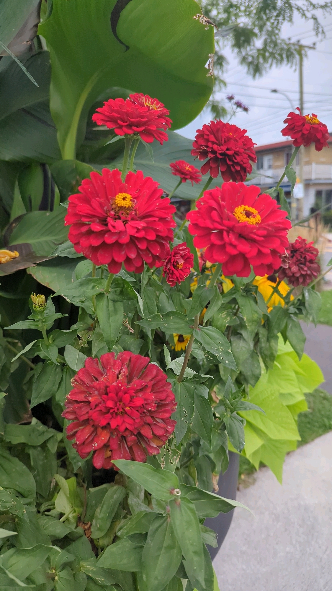 A close-up, eye-level shot captures a dense arrangement of red zinnia flowers in full bloom, set against a backdrop of lush green foliage and hints of a blurred urban environment. Several large red zinnias with yellow centers dominate the foreground, their layered petals appearing full and vibrant. Smaller red zinnias and buds are scattered amongst them, adding depth and variation. Behind the zinnias, large, glossy green leaves, possibly from a Canna lily, create a strong vertical element. In the mid-ground and background, glimpses of yellow sunflowers can be seen, as well as other flowering plants and greenery. The background is softly out of focus, revealing details of a city street, including buildings with balconies and windows, a sidewalk, and streetlights, suggesting an outdoor setting in Montreal, Canada. The overall impression is one of abundant, colorful floral growth in a bright, daylight setting.