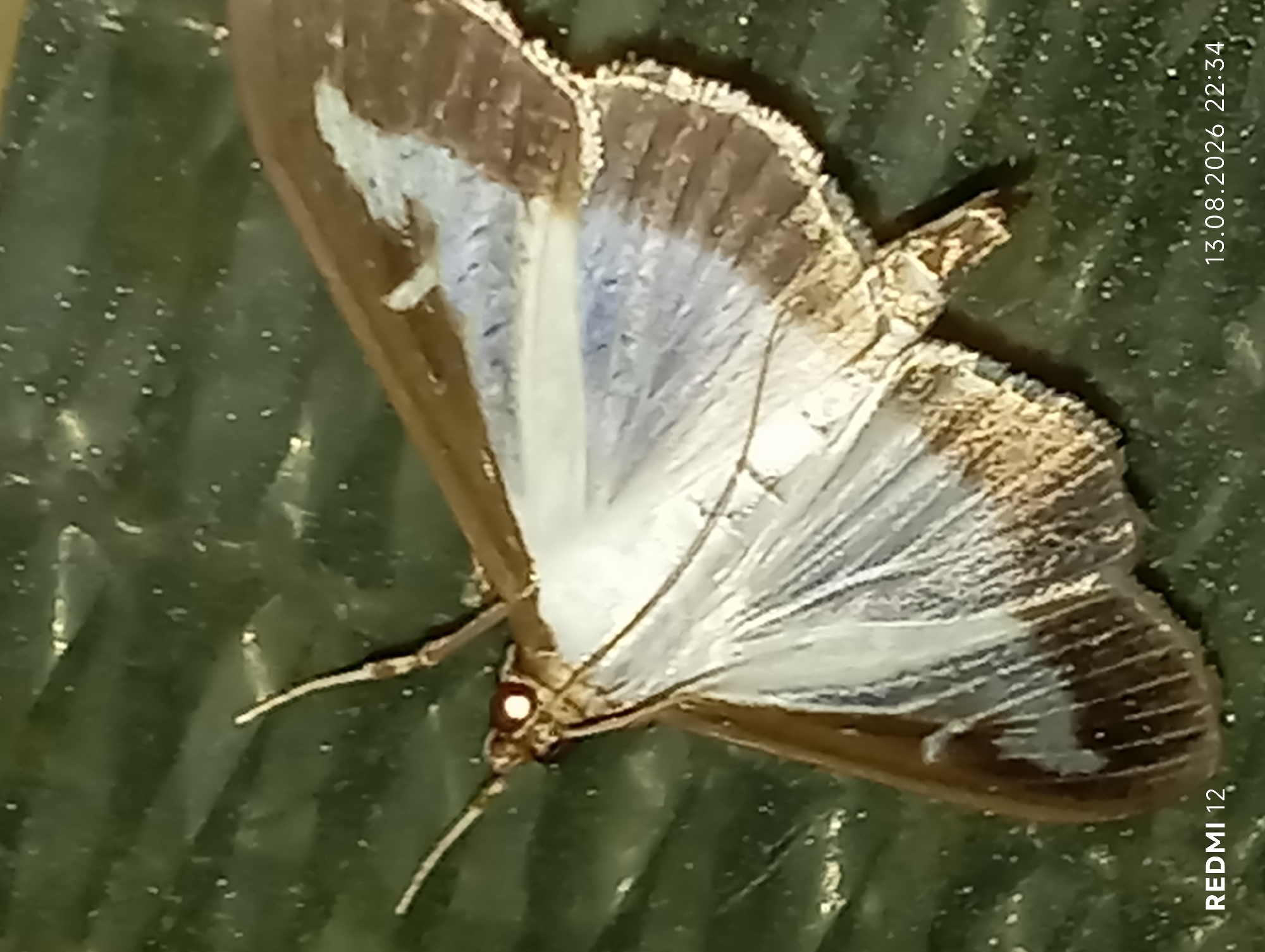 A moth with brown and white wings is shown in close-up, resting on a dark green, textured surface. The moth's body is visible, with its head facing the left side of the frame. Its antennae are extended. The wings display intricate patterns of brown, white, and some light blue. The surface beneath the moth appears to be artificial, possibly plastic or some form of textured sheeting. The bottom left corner of the image contains the text "REDMI 12", and the bottom right corner displays the date and time "13.08.2026 22:34". The image was taken in Smila, Ukraine.