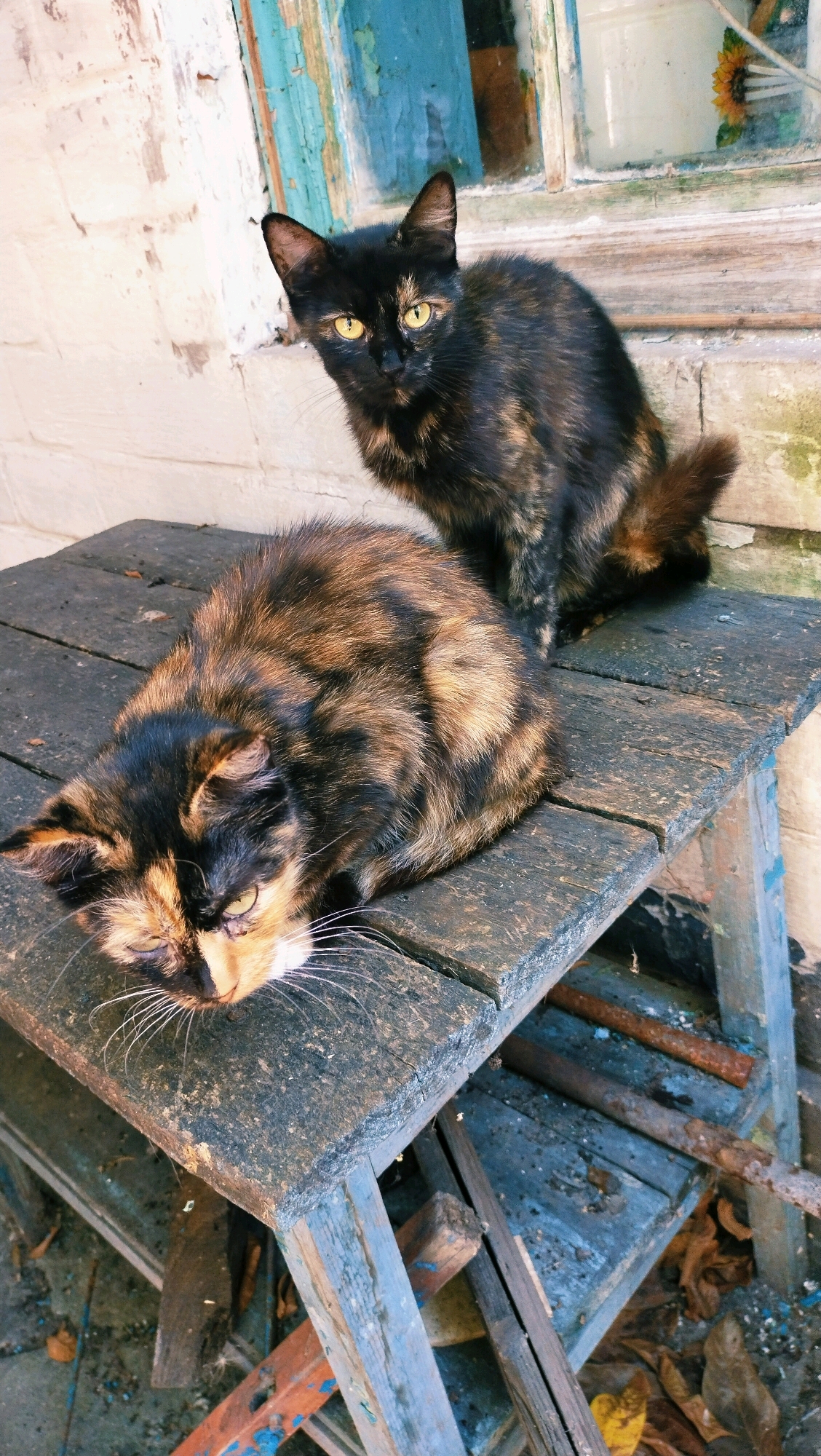 Two cats are resting on a weathered wooden table in front of a distressed brick wall and a peeling blue window frame. The cat in the foreground, closer to the viewer, is a calico and is lying down with its eyes mostly closed. The cat in the background is a black and tortoiseshell mix and is sitting upright, looking towards the camera with bright yellow eyes. The table appears to be outdoors, possibly in a yard or alley, with debris and fallen leaves visible on the ground below. The overall scene suggests a slightly neglected urban or rural setting.