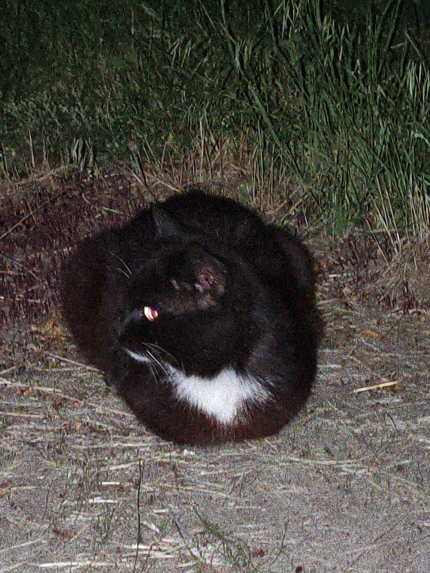 The image features a black and white cat resting outdoors in low light, likely at night. The cat is positioned in the center, facing slightly towards the left, with its body curled into a relaxed posture. Its fur is predominantly black, but a prominent white patch covers its chest and extends downwards. Visible white whiskers protrude from its snout. The cat's visible eye glows with a bright red-eye effect, characteristic of flash photography in dark conditions, strongly suggesting the photo was taken at night.
The cat is situated on ground that appears to be a mix of dry earth or a dirt path, with scattered dry leaves and sparse, thin vegetation. Surrounding the cat, particularly in the upper half of the image, is a dense area of dark green grass and other foliage, indicating a natural or semi-natural outdoor setting like a garden or a field edge. The overall atmosphere is dark and grainy due to the low light and high ISO, enhancing the nocturnal feel of the scene. There is no visible text in the image.