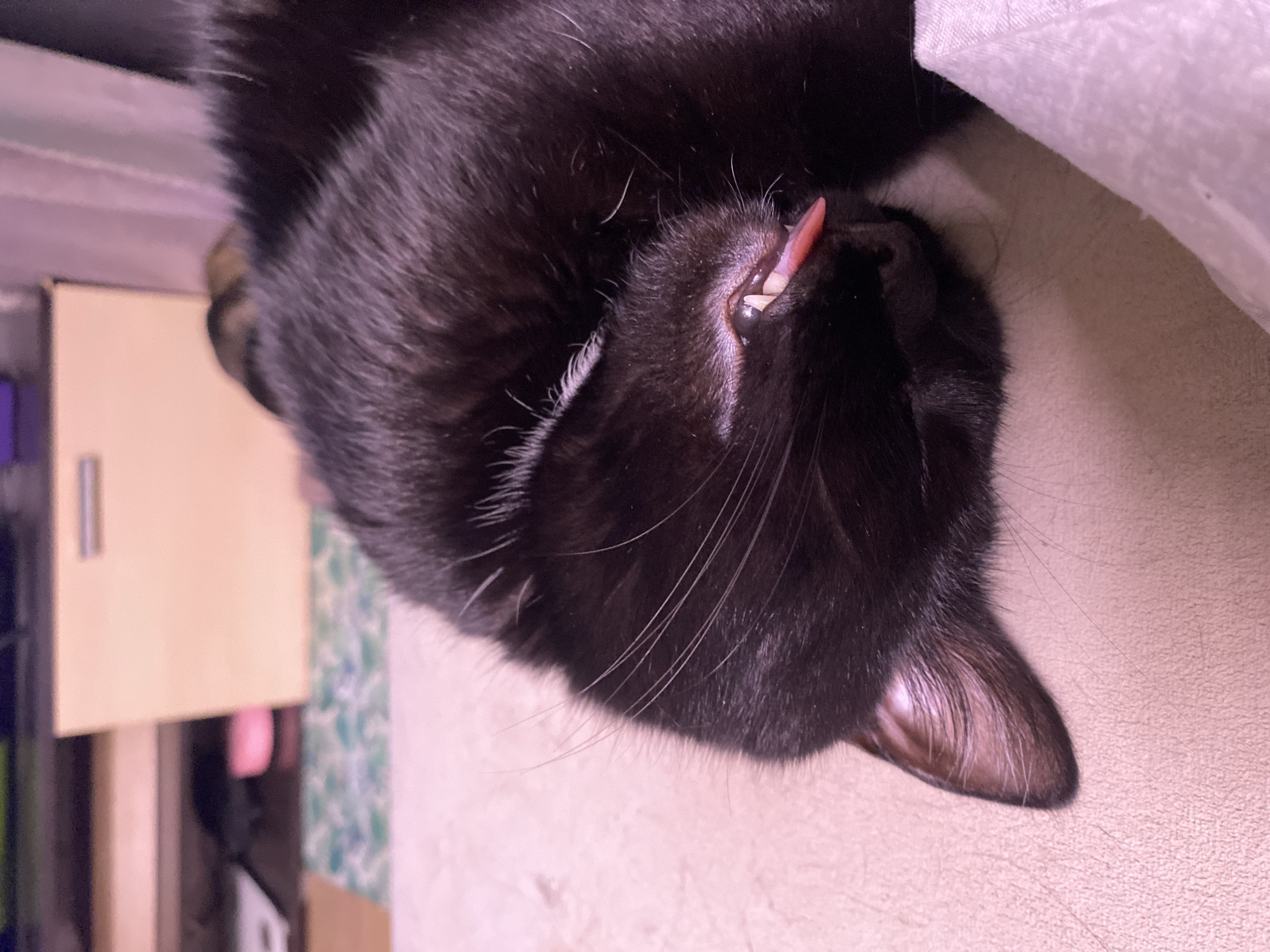 A close-up, eye-level shot captures a black cat sleeping on a textured, pinkish surface. The cat is curled on its side, with its head facing left. Its mouth is slightly open, revealing its tongue and a small portion of its teeth. The cat's fur appears dark and sleek. The background is blurred, showing hints of furniture and patterned fabric. The image does not provide any information regarding the location in the city of Chaikovsky, Russia.
