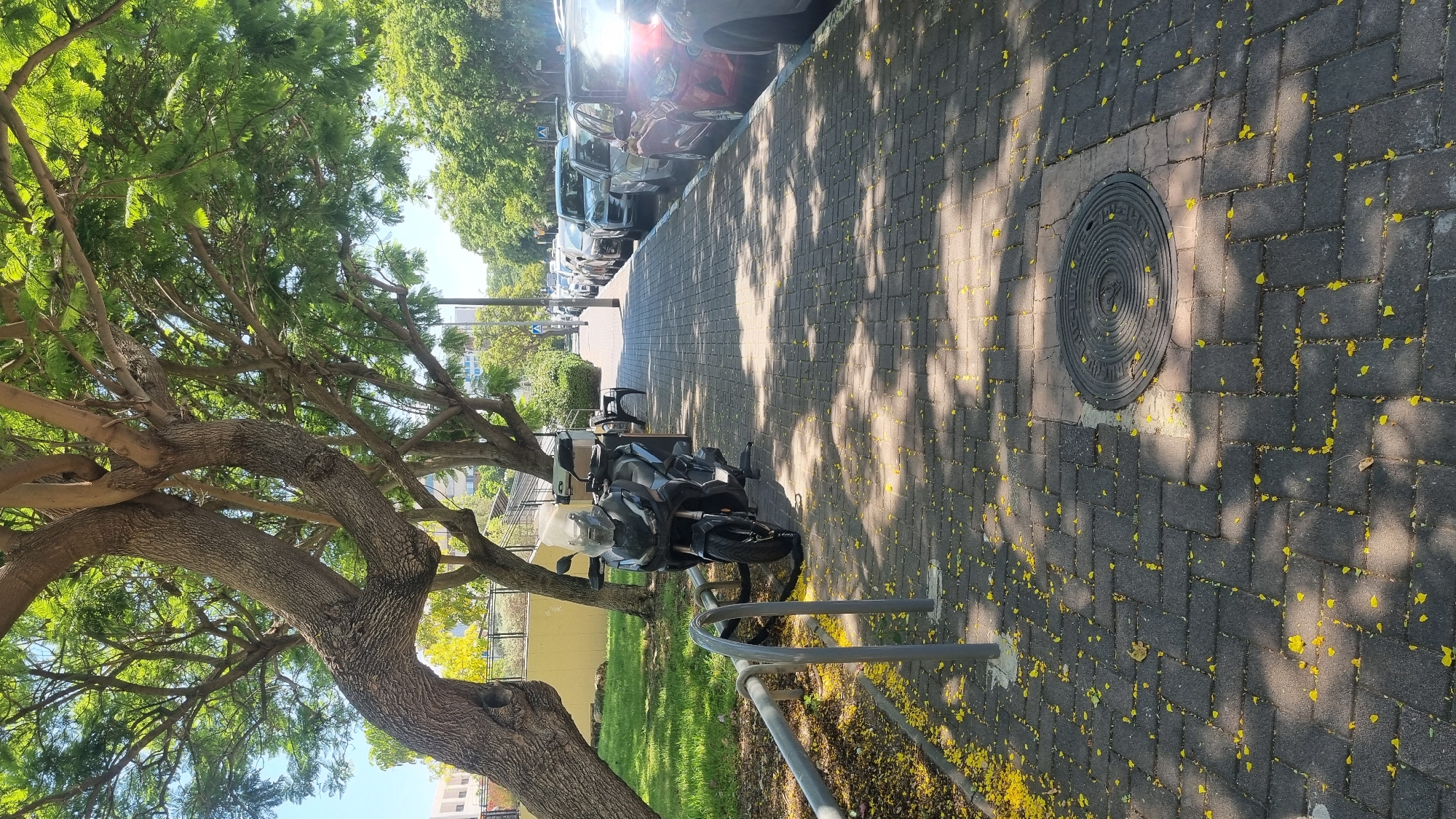 An eye-level, medium shot captures a tree-lined street in Tel Aviv, Israel. A motorcycle is parked on the right side of a paved sidewalk, which is littered with yellow petals. The motorcycle is dark in color and has a large windshield and a storage box on the back. Behind the motorcycle, several cars are parked along the street. A metal railing is in the foreground on the left, bordering a grassy area. The trees in the background have full green canopies, and the sky is a clear blue. The scene appears to be on a sunny day.