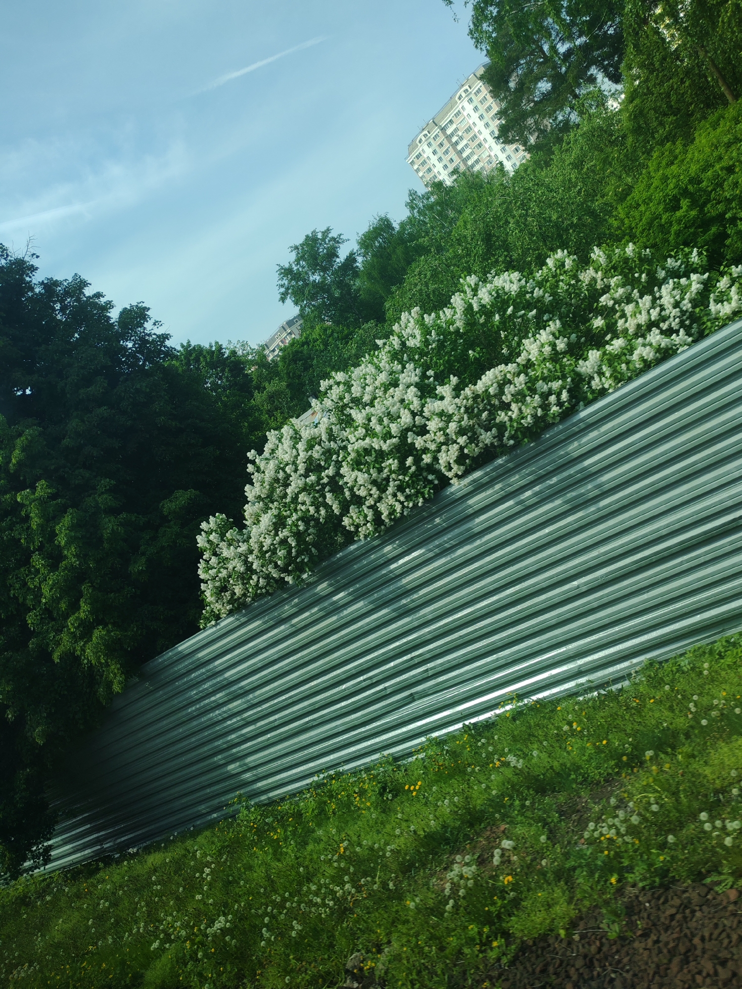 The image depicts a corrugated metal barrier with flowering bushes and trees behind it. A multi-story building is visible in the background, partially obscured by trees. The foreground shows a grassy area with dandelions. The sky is blue with a few clouds. The location is Moscow, Russia.