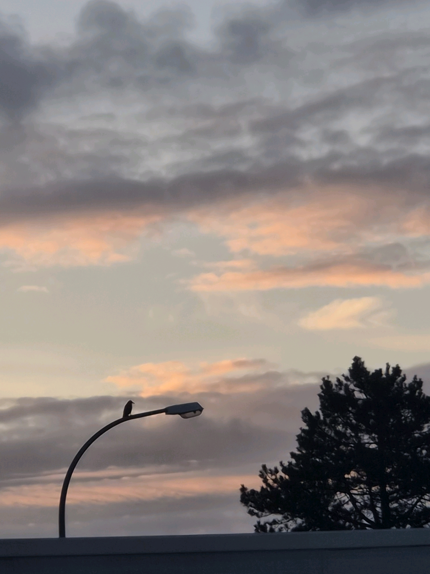 A silhouetted bird perches on a curved streetlamp that extends from the left side of the frame. The streetlamp is positioned above a dark, horizontal structure that runs along the bottom of the image. To the right of the streetlamp, a silhouetted pine tree occupies the right side of the frame. The background consists of a sky filled with clouds, exhibiting hues of gray and soft pink, suggesting either dawn or dusk. The image appears to be captured in Leudelange, Luxembourg.