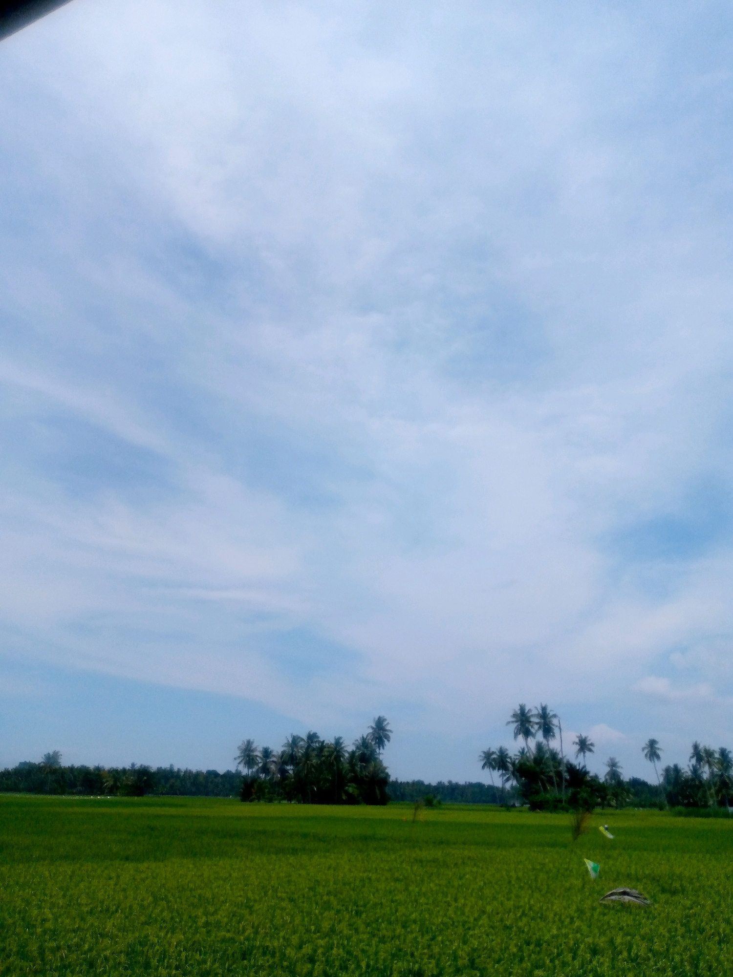 The image depicts a landscape scene. In the foreground, a vast expanse of lush green paddy fields stretches across the frame. The fields are vibrant and uniform in color, suggesting a healthy crop. In the middle ground, a cluster of tall palm trees stands out against the horizon, interspersed with denser, darker foliage that appears to be a line of trees. Some of the palm trees are clustered together, forming a small grove, while others are more scattered. Beyond this tree line, the sky is a pale blue, filled with wispy, white clouds that are spread out across the upper portion of the image. The overall impression is of a rural, tropical setting. The location is identified as the city of Kutaglumpang, Indonesia.