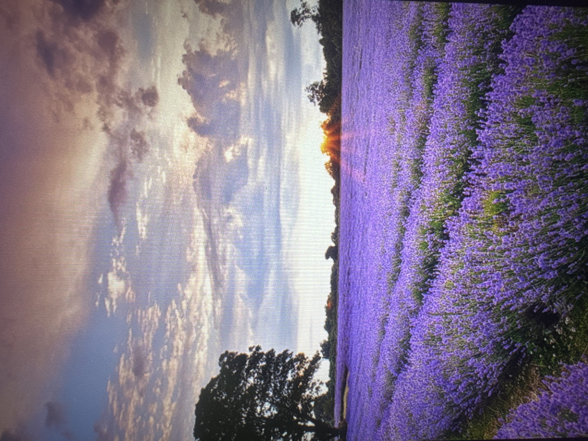 The image depicts a picturesque lavender field stretching towards the horizon under a dramatic, cloud-filled sky at sunset. The foreground is dominated by rows of vibrant purple lavender, creating a textured carpet of color. In the distance, a treeline marks the edge of the field, with the setting sun casting a warm glow and a few scattered trees visible. One large, dark tree stands prominently in the left mid-ground, silhouetted against the sky. The sky itself is a canvas of blues, purples, and oranges, with textured clouds that suggest movement and depth. The scene evokes a sense of tranquility and natural beauty. The query regarding the location in Stepnogorsk city administration, Kazakhstan is not reflected in the visual content of the image.
