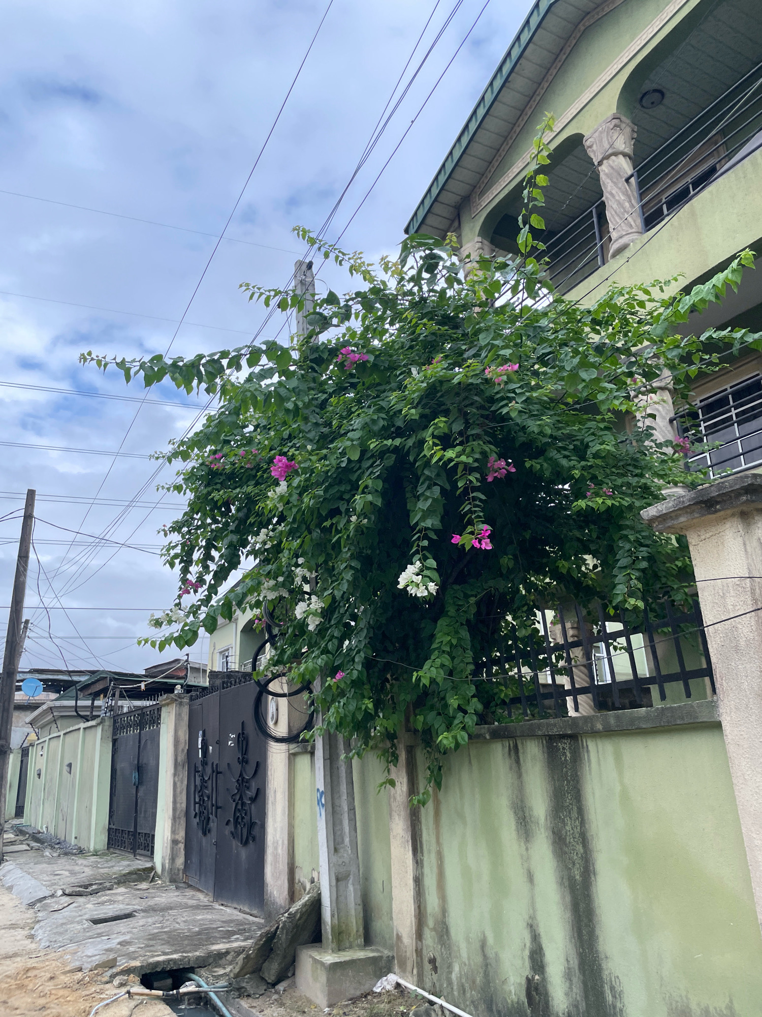 The image shows a street view in Ado, Nigeria. A light green, multi-story building with decorative columns on its balconies is visible on the right. In front of the building, a large bougainvillea plant with pink and white flowers and green leaves is blooming, obscuring much of a black metal gate and a light green wall. The street in the foreground is paved with concrete and shows signs of wear, including cracks and drainage channels. Overhead, numerous electrical wires crisscross the cloudy sky. A utility pole with more wires is visible on the left side of the image.