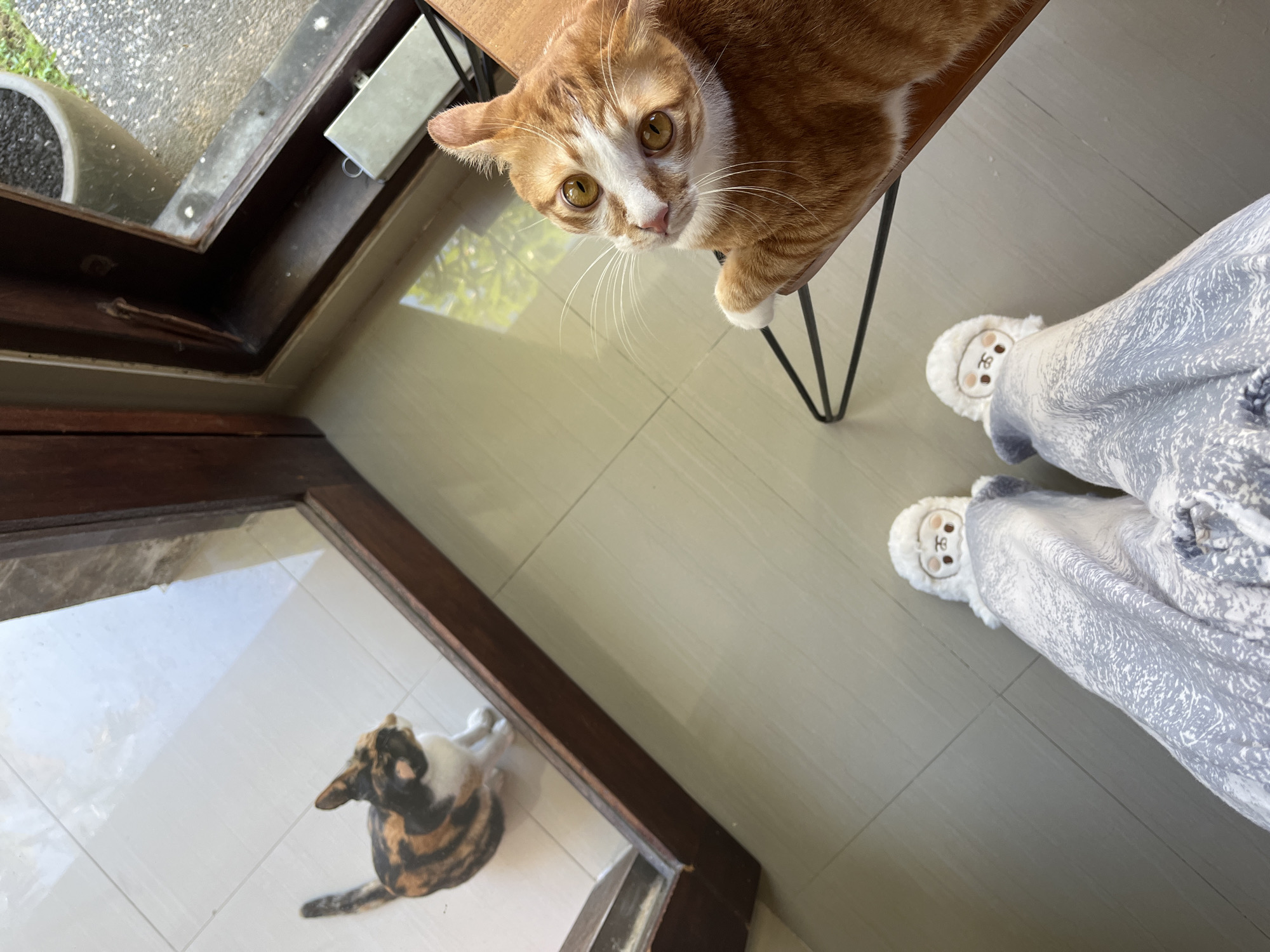 A high-angle shot looking down onto a tiled floor, where a person wearing pajamas and sheep-themed slippers stands. An orange and white cat lies on a small wooden table, looking up at the camera. Another cat is visible through a window, lying on the floor outside. The location is Kuta Selatan, Indonesia.