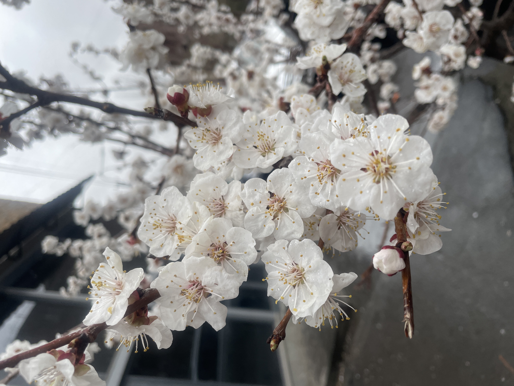 The image displays a close-up, vertical perspective of a flowering tree branch, located in Yerevan, Armenia. The primary subject is a cluster of multiple white blossoms, consistent with an apricot tree, on a brown woody branch. Each flower exhibits five white petals and numerous prominent yellow stamens. Small water droplets are visible on the petals and stamens, indicating recent precipitation. One unopened bud, characterized by a reddish-pink base and a white tip, is present on a smaller branch. No people are visible. The background is out of focus, revealing blurred white blossoms from the same or adjacent trees, a dark, reflective surface suggestive of a building element or window in the upper left, and an overcast, light gray sky above. The overall environment appears to be an urban setting.