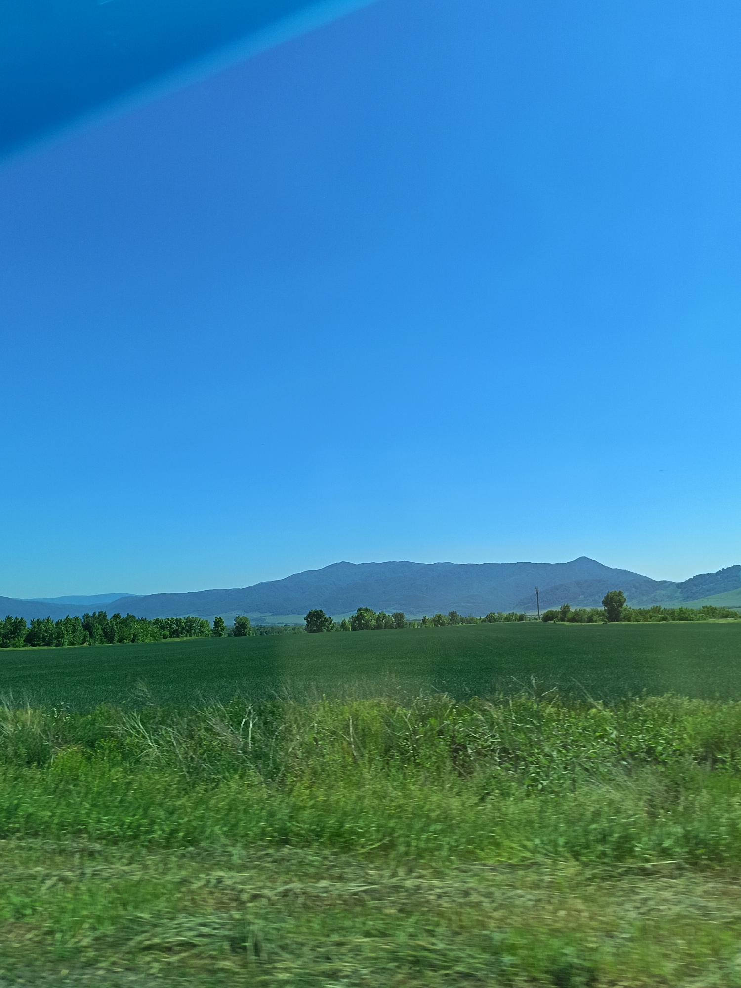 The image depicts a wide-angle view of a rural landscape under a clear blue sky. In the foreground, a dense field of green grass, with some taller, dry stalks interspersed, is visible. This gives way to a vast, uniformly green agricultural field in the middle ground, likely crops. Beyond the cultivated field, a line of trees marks the transition to the background, where rolling hills and distant, hazy mountains create a layered effect. The overall scene suggests a serene, undeveloped area, possibly in the vicinity of Солоновка, Russia, characterized by open agricultural land and natural topography. There are no people or specific structures clearly identifiable in the image, emphasizing the natural elements of the environment. The light indicates daytime, with the sun high in the sky, casting no prominent shadows.