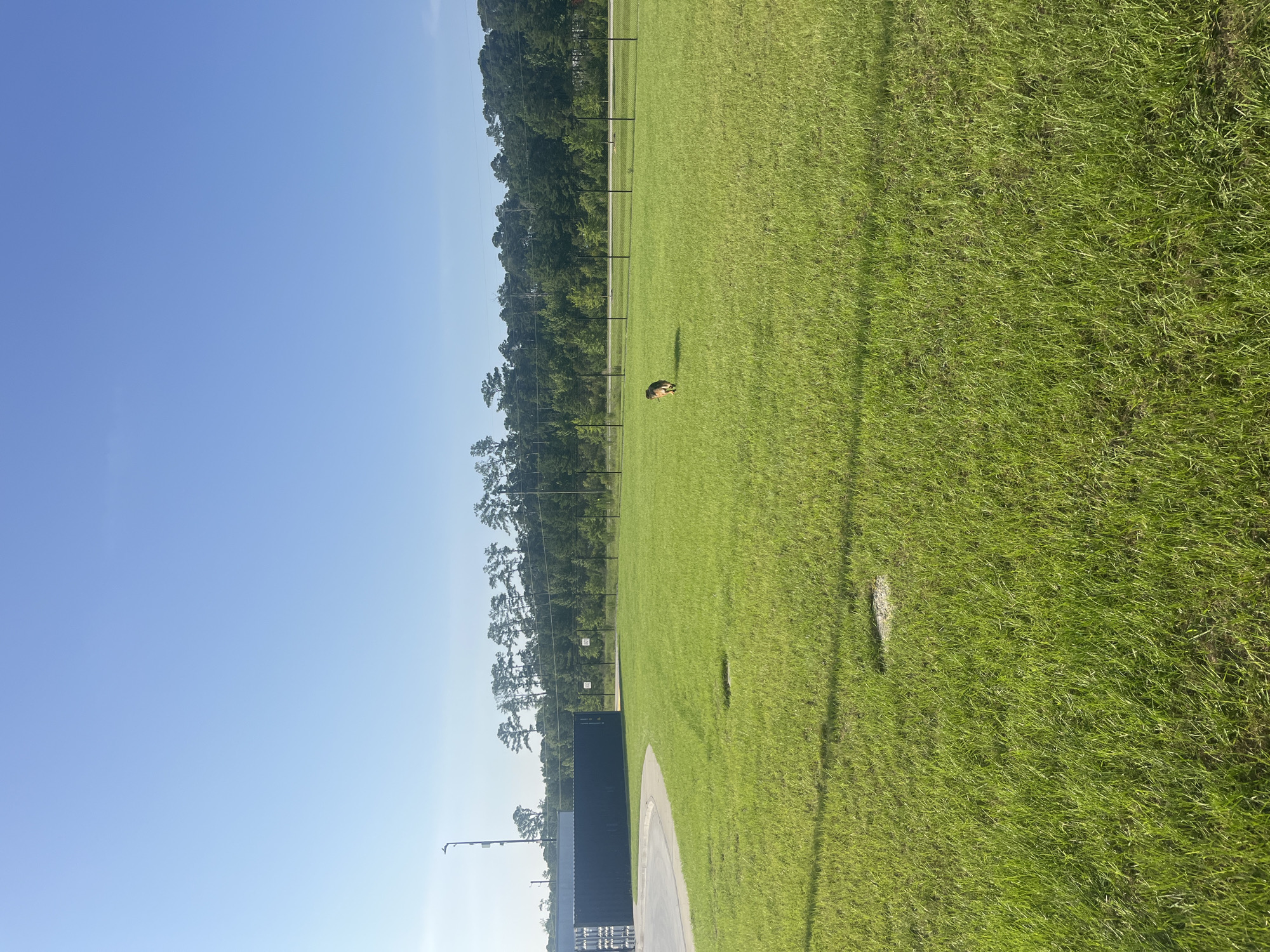 A German Shepherd is captured mid-stride on a bright, sunny day in a large, fenced-in grassy area. The dog, predominantly brown and black, is facing away from the camera, moving towards the right side of the frame. The grass is vividly green and well-maintained, with a few circular patches of lighter colored ground visible. In the background, a black chain-link fence runs horizontally across the image, separating the grassy area from a treeline and a road. Beyond the fence, a dense forest of green trees stretches across the horizon under a clear, bright blue sky. To the left of the frame, a dark blue shipping container-like structure is situated next to a curved concrete path. A tall lamppost stands near the container. The scene is set in an outdoor recreational area, likely a dog park, in Pooler, United States of America.