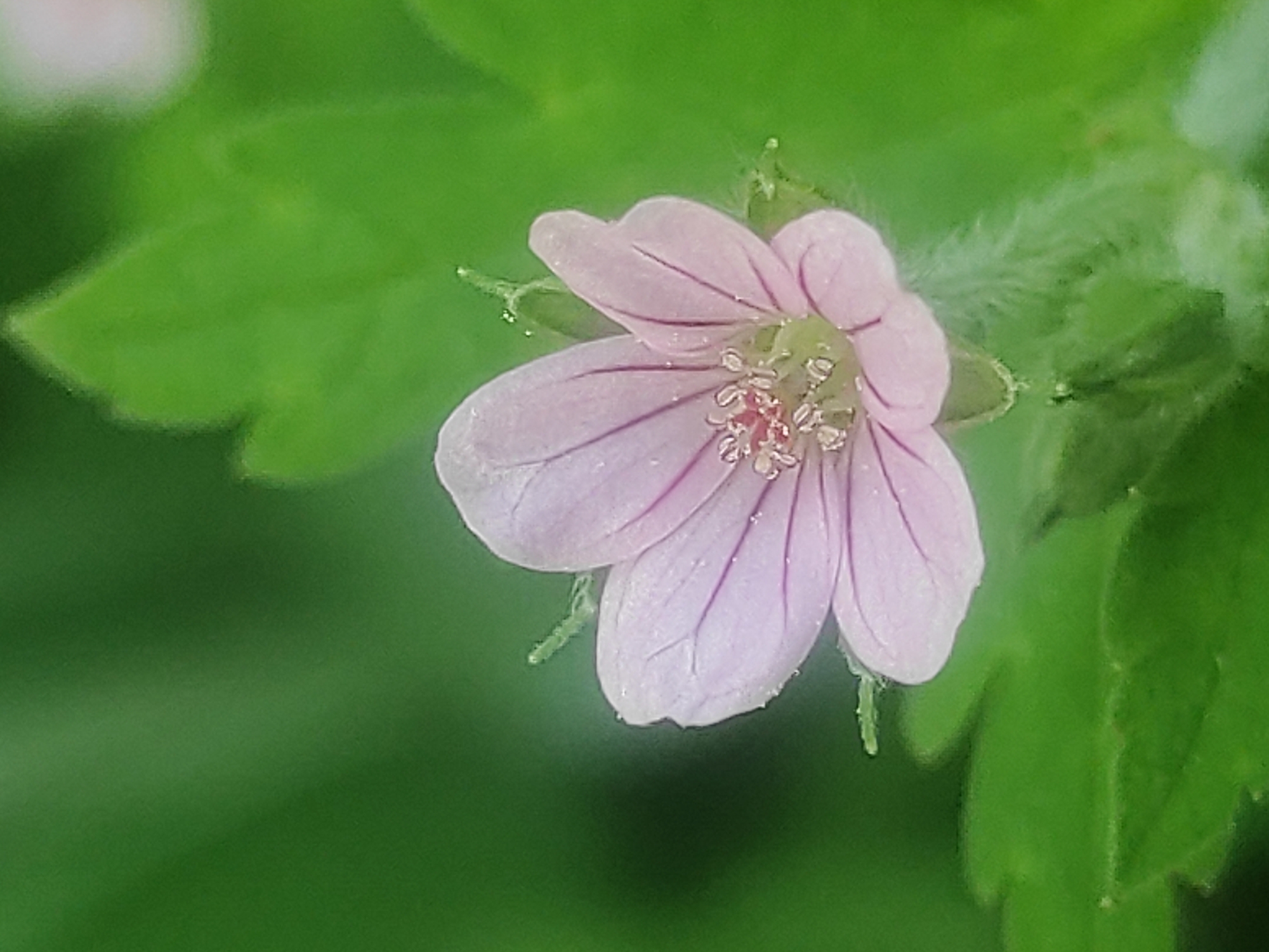 A close-up, macro photograph captures a single, delicate pink flower with five petals. The petals are pale pink with darker pink veins radiating from the center. The flower's center features numerous small, pale stamens surrounding a green pistil. The flower is surrounded by blurred green leaves and foliage, creating a soft bokeh effect in the background. A few small water droplets are visible on the petals and surrounding green structures. The overall lighting suggests a natural outdoor setting, possibly in a garden or wild area. The image is focused on the flower, with the background serving to emphasize its intricate details. The location is not specified, but the natural elements suggest an outdoor environment.