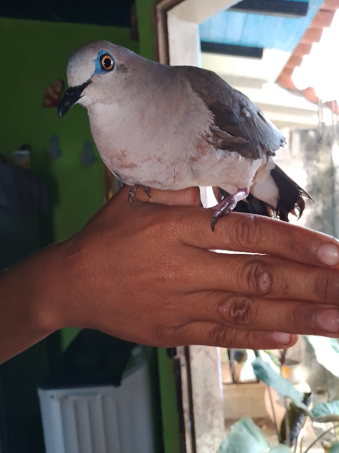 A bar-shouldered dove perches on a person's outstretched hand. The dove has gray and white plumage, with a blue eye-ring and a black beak. Its red feet grip the hand. The background features a green wall, a white appliance, and a window with a view of a tile roof and leafy plants. The lighting suggests an indoor setting near a natural light source.