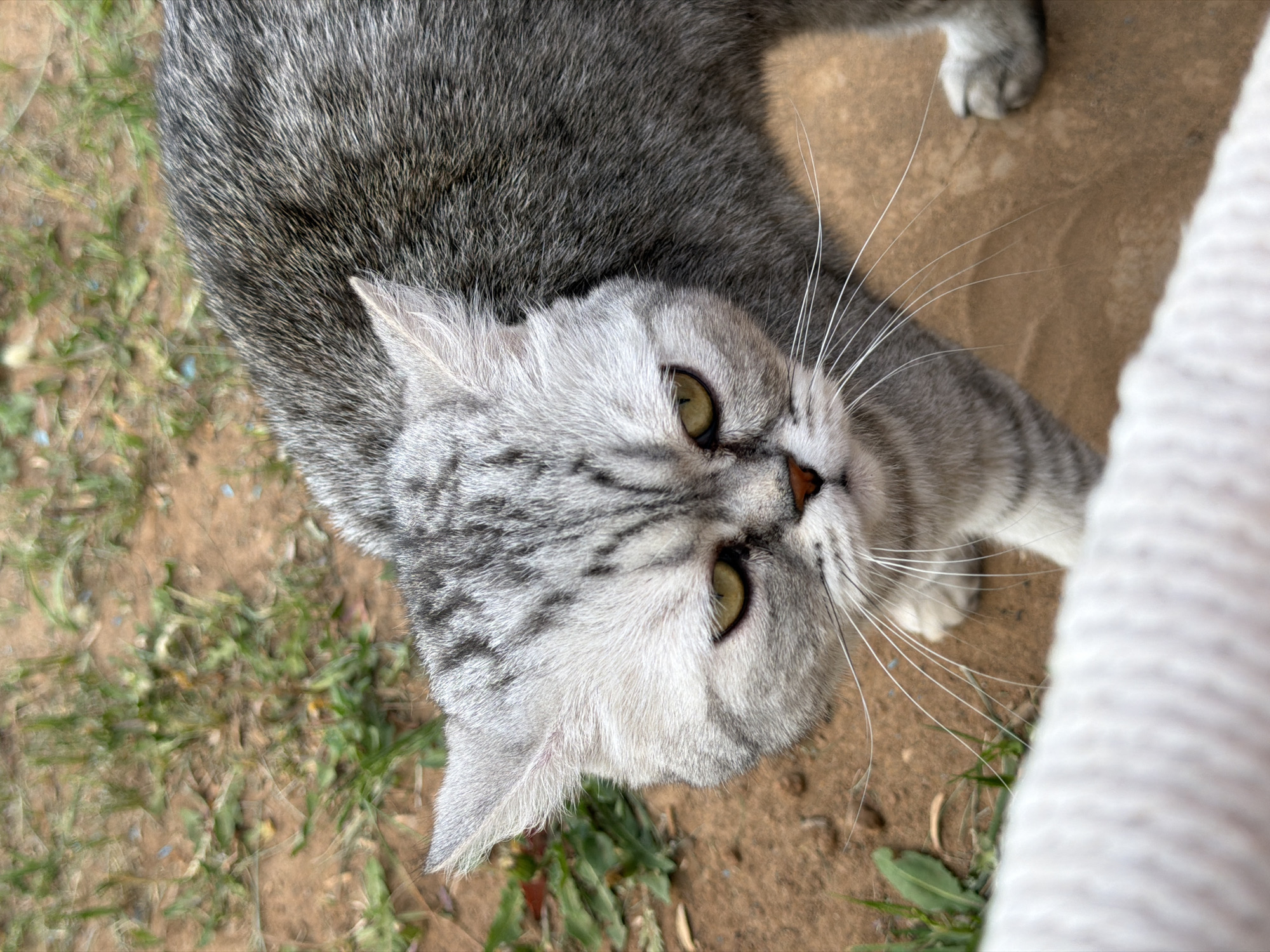 A grey, tabby patterned cat with light yellow eyes is looking up at the camera. The cat is lying on the ground with some grass visible in the lower left corner and a beige surface in the top part of the frame. Part of a white, rope covered object is in the right side of the frame. The location is Chaikovsky, Russia.
