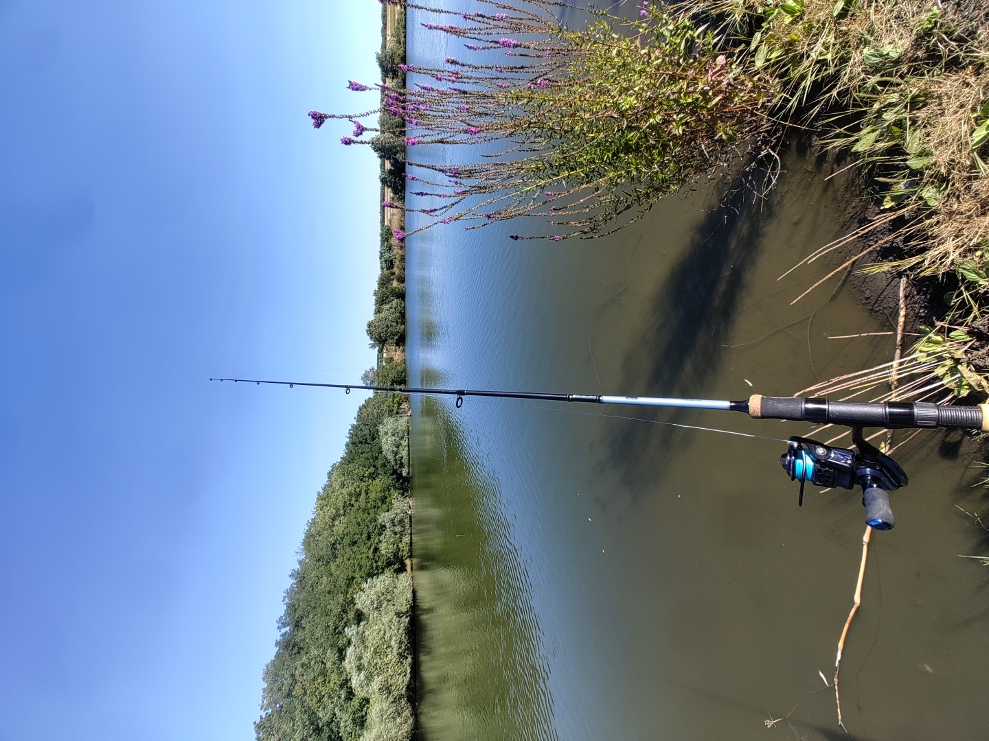 A fishing rod with a blue reel is positioned on the muddy bank of a tranquil lake. The rod is angled towards the water, with its tip extending into the frame. The lake is surrounded by lush green trees and vegetation. In the foreground, on the right side of the image, a cluster of tall purple flowers blooms. The sky above is a clear, bright blue. The scene depicts a peaceful outdoor setting, likely a fishing spot. The location is not Speia, Moldova, as there is no information in the image to support this claim.