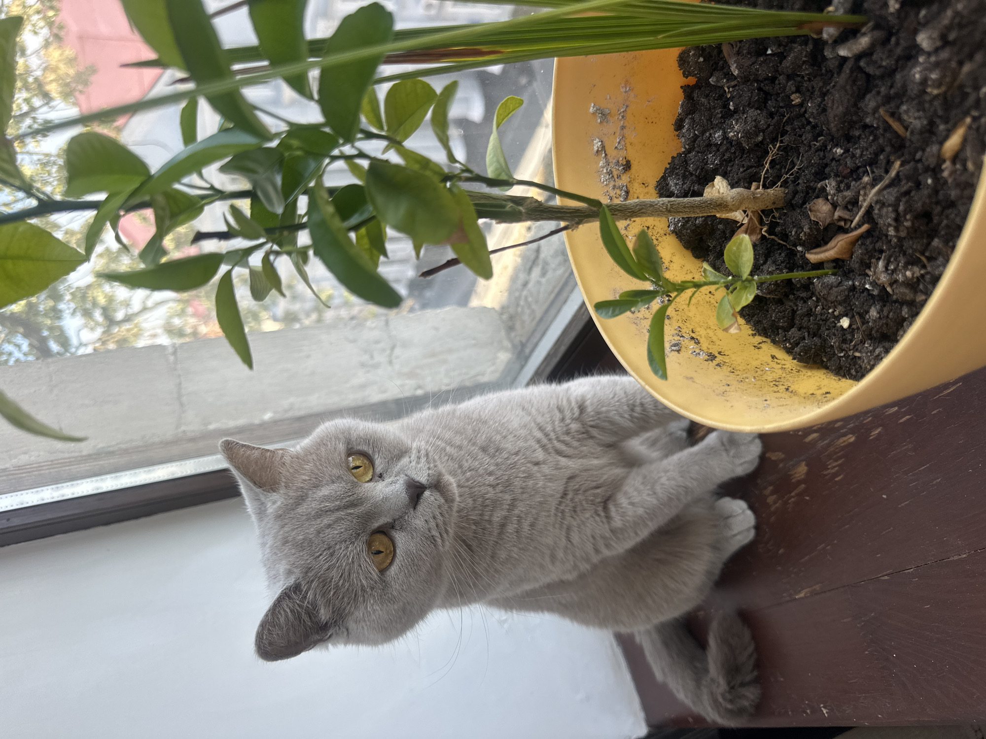 A British Shorthair cat with grey fur and yellow eyes sits on a wooden surface next to a potted plant. The cat is looking off to the right. The potted plant has green leaves and is in a yellow pot. In the background, a window shows a blurry view of trees and buildings, suggesting an urban or suburban setting. The image appears to have been taken indoors, likely near a window for natural light. There are no visible signs of the city of Ternopil, Ukraine, in the image.