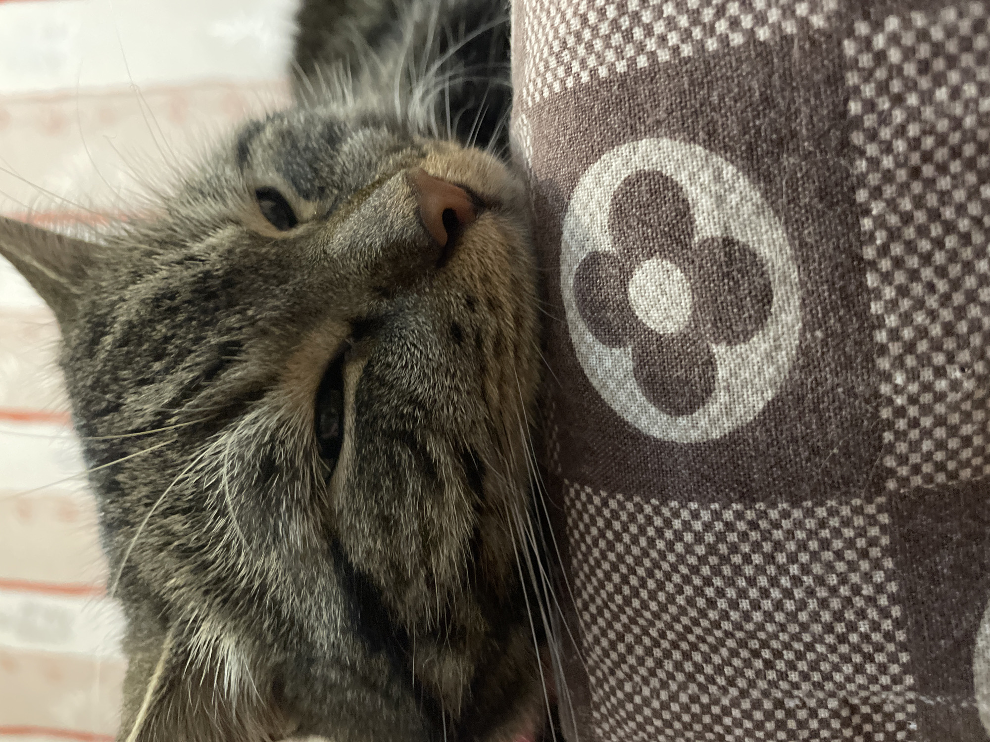 A close-up, head-on, eye-level shot captures a tabby cat resting on a patterned pillow. The cat's fur is a mix of gray, brown, and black stripes, with prominent whiskers extending from its muzzle. The cat's eyes are partially closed, giving it a sleepy appearance. The pillow is covered in a brown and white checkered pattern with a circular floral design in the center. The background is blurred, showing vertical stripes of pink and white, possibly a wall or curtain. The image is likely taken indoors, in a domestic setting within the city of Cherkasy, Ukraine. No people are visible in the image.