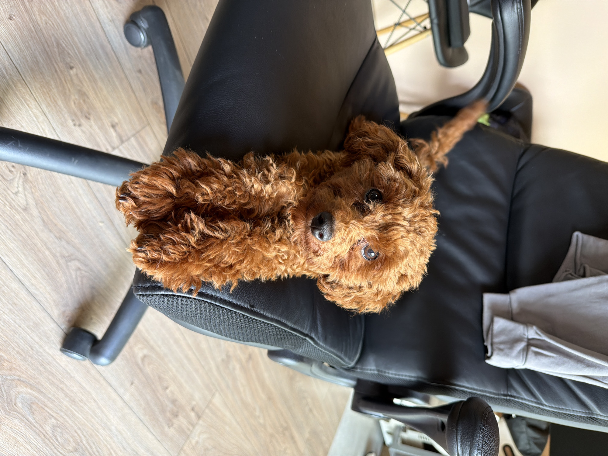A toy poodle dog with curly auburn fur is lying down on a black leather office chair. The dog is positioned in the center of the seat, with its front paws extended forward. The dog's head is turned towards the camera, and it appears to be looking directly at the viewer. Behind the dog, a grey long-sleeved shirt is draped over the back of the chair. The chair is situated on a light-colored wooden floor. The background is slightly blurred, but hints of furniture and walls can be seen. The image appears to have been taken indoors, in what looks like a home office or living space. The overall lighting is natural and soft. There is no indication of the specific location within Sofia, Bulgaria, or any contextual information about the scene.