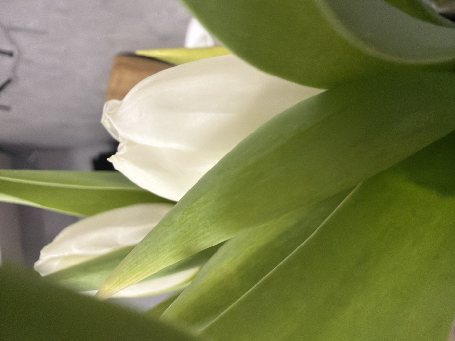 The image displays a close-up, indoor view of a bouquet of white tulips, situated in Ковалёво, Russia. The central subjects are several white tulip buds, some partially open, exhibiting subtle creases and folds on their petals. These blossoms are surrounded by and partially obscured by multiple vibrant green leaves, varying in sharpness due to depth of field; some foreground leaves appear slightly blurred while others offer sharp venation details. The background is out of focus, revealing a muted light grey vertical surface. A faint, light brown, block-like object is discernible behind the rightmost tulip bud. No individuals, explicit actions, or direct interactions are depicted.