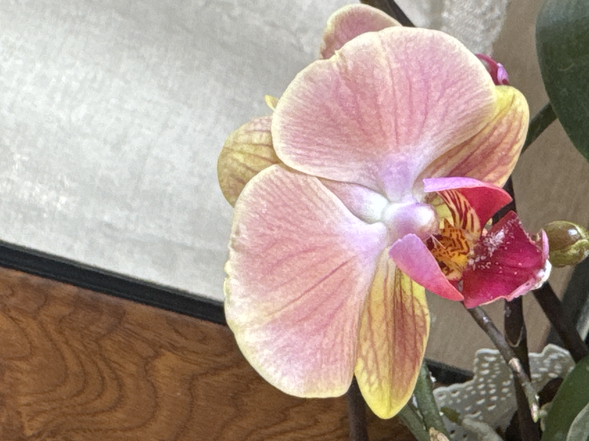 A close-up shot focuses on a pink and yellow orchid bloom, its petals gently unfurling. The orchid's center reveals intricate patterns of red and yellow, with a splash of vibrant magenta from a lower petal. The background is softly blurred, with a textured wooden surface on the left and a light-colored, possibly fabric, surface on the right. A dark frame element is visible on the left edge. The lighting appears soft and diffused, illuminating the delicate details of the flower. This image was taken in Veselina, Bulgaria.
