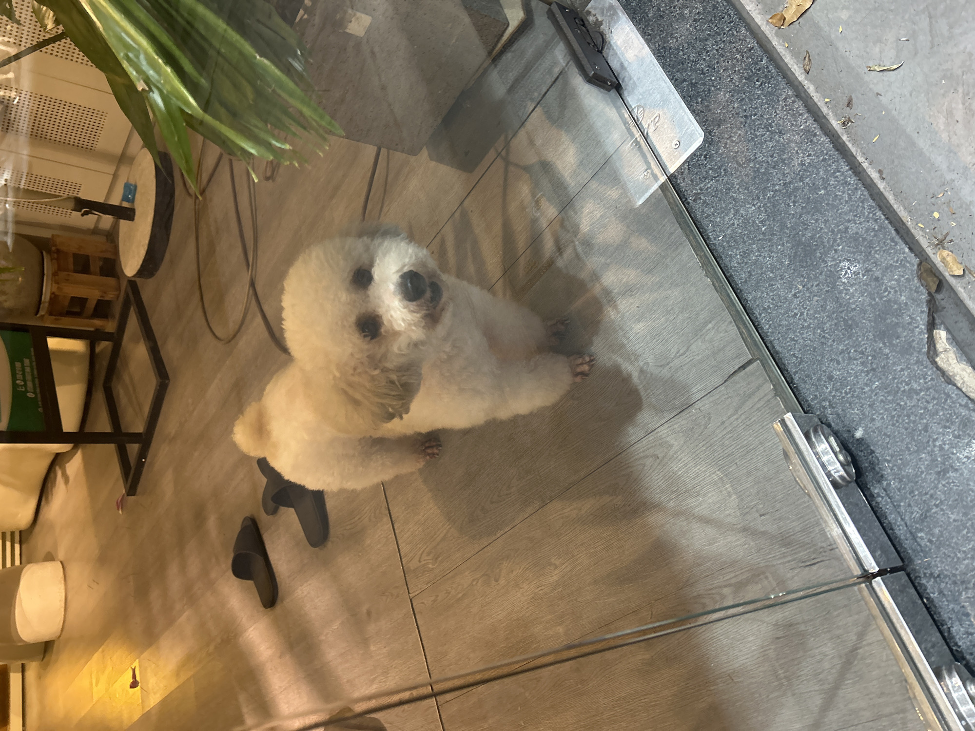 The image shows a white poodle with a fluffy coat standing on a light wooden floor. The dog is facing the camera, with its mouth slightly open. There are two black slippers on the floor near the dog. In the background, there is a large plant with green leaves, a wooden stool, and part of a white wall. The scene appears to be indoors, possibly a shop or a home, given the presence of the slippers and the clean, polished floor. The lighting suggests it is either evening or the room is dimly lit. The image is taken through a glass partition, as indicated by the reflection and the metal fixtures at the bottom. The overall atmosphere is calm and domestic. The specific location of Nha Trang, Vietnam, is not identifiable from visual cues within the image itself.